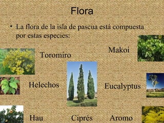 Flora La flora de la isla de pascua está compuesta por estas especies: Toromiro Helechos Makoi Hau Aromo Eucalyptus Ciprés 