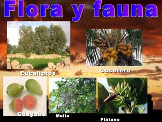 Flora y fauna Eucaliptos Cocotero Guayaba Plátano Melia 
