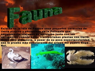 Fauna Existen en la Isla de Pascua unos pequeños caracoles de tierra propios y exclusivos de la Polinesia que, seguramente, viajaban de polizones junto con los navegantes cuando éstos transportaban plantas con tierra. Quizá esta presencia, a pesar de su poca espectacularidad, sea la prueba más concluyente del origen del pueblo Rapa Nui.   