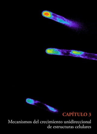 CAPÍTULO 3
Mecanismos del crecimiento unidireccional
de estructuras celulares
 