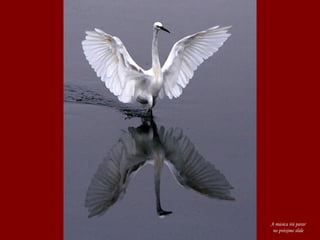 A música irá parar no próximo slide 