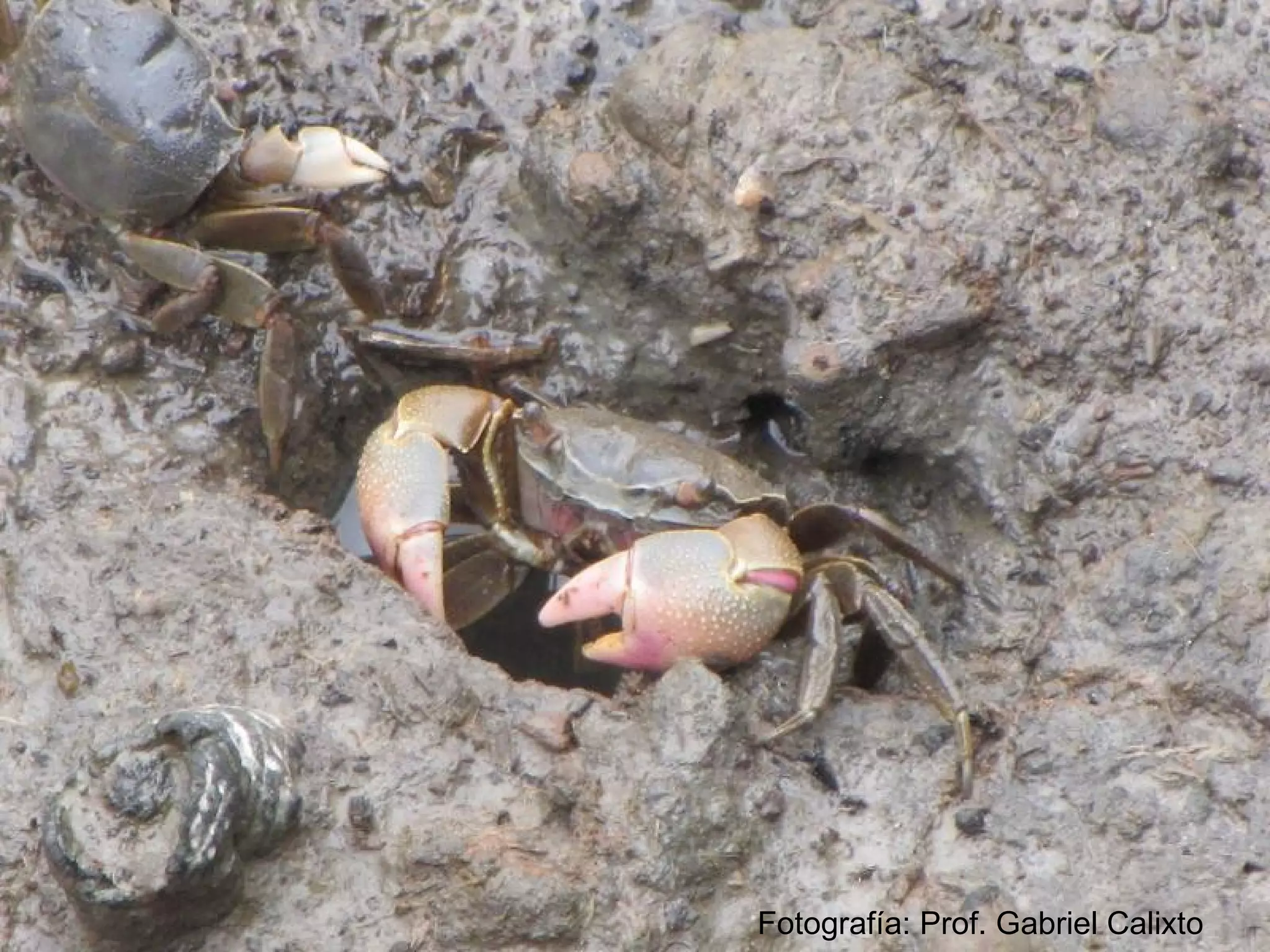 Fotografía: Prof. Gabriel Calixto
 