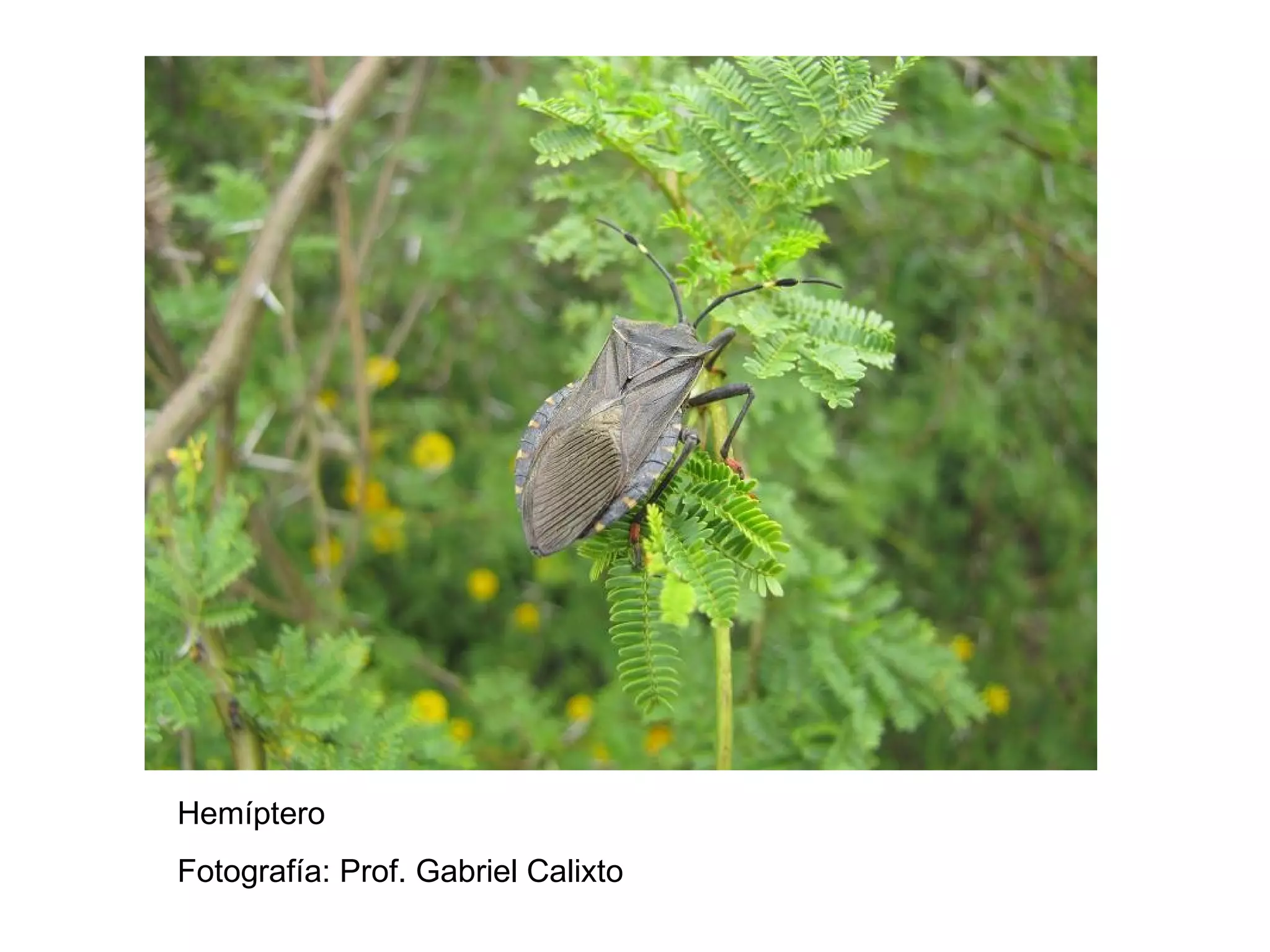 Hemíptero
Fotografía: Prof. Gabriel Calixto
 