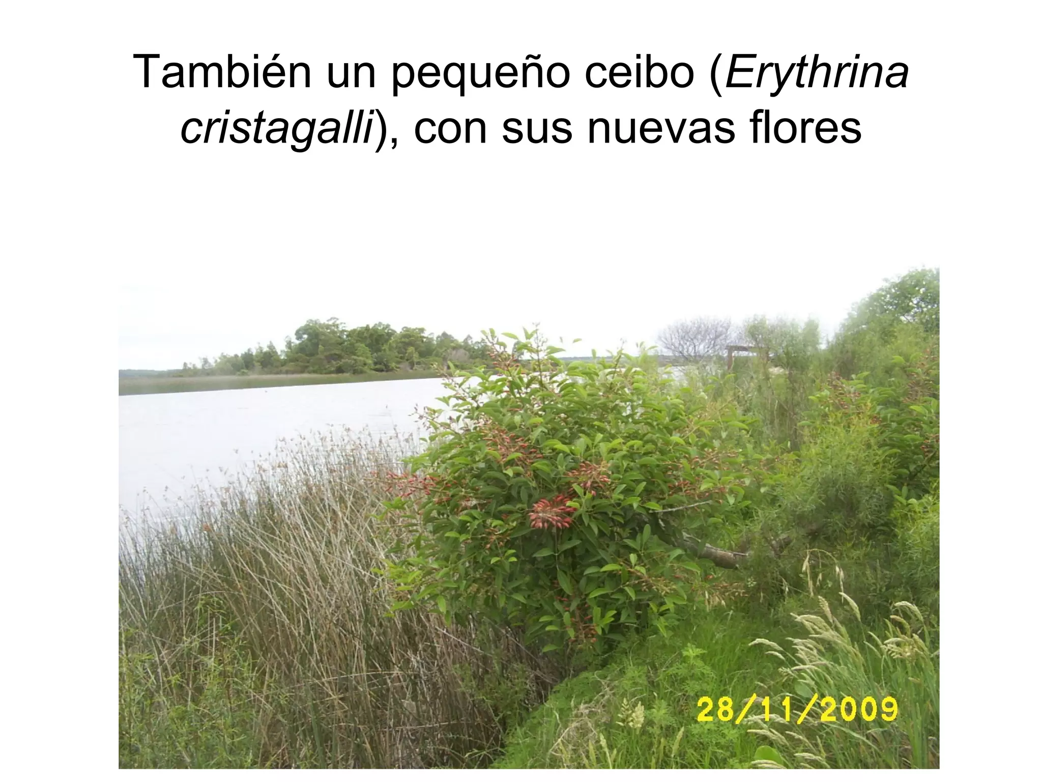 También un pequeño ceibo (Erythrina
  cristagalli), con sus nuevas flores
 