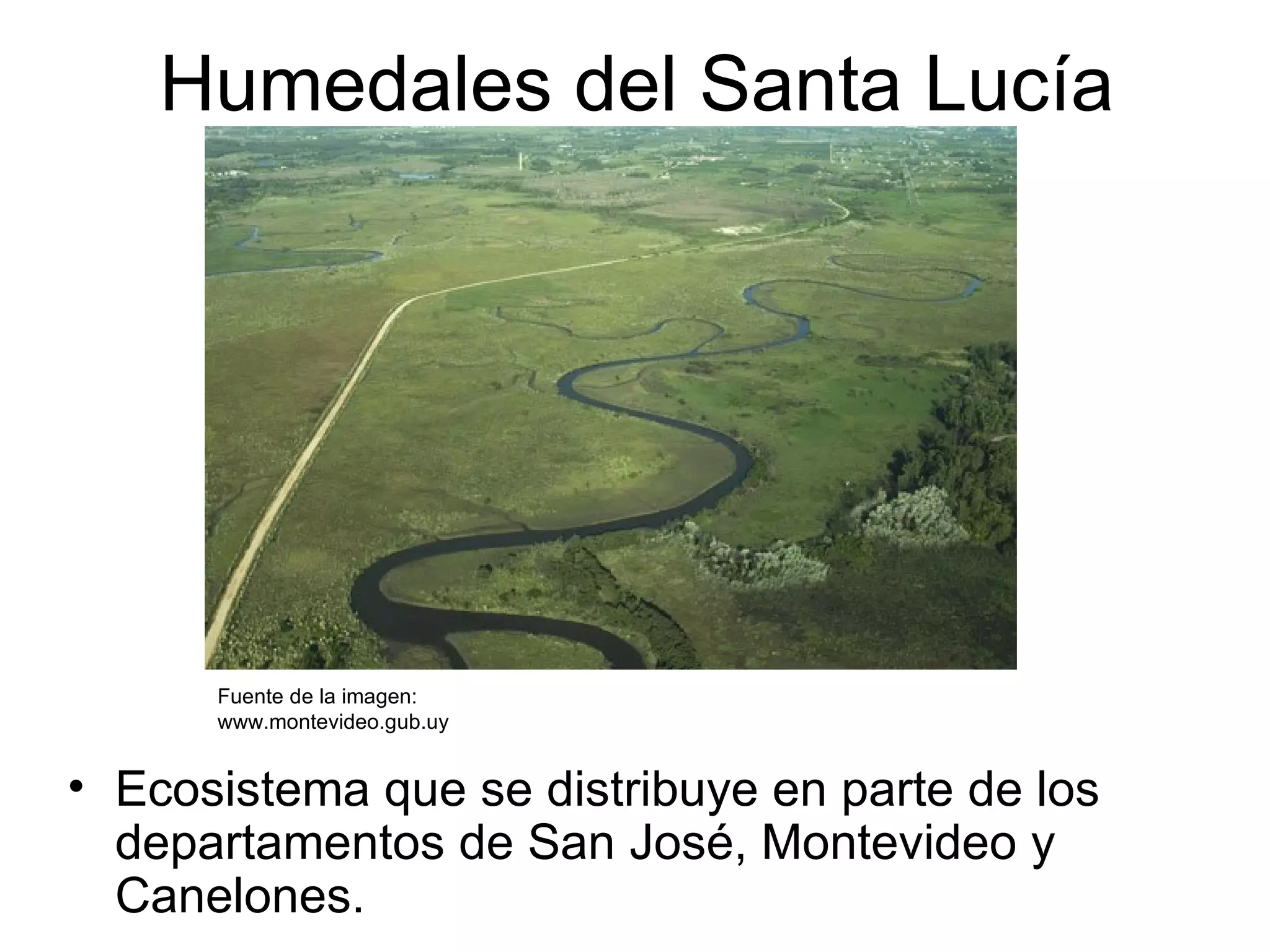 Humedales del Santa Lucía




      Fuente de la imagen:
      www.montevideo.gub.uy


• Ecosistema que se distribuye en parte de los
  departamentos de San José, Montevideo y
  Canelones.
 