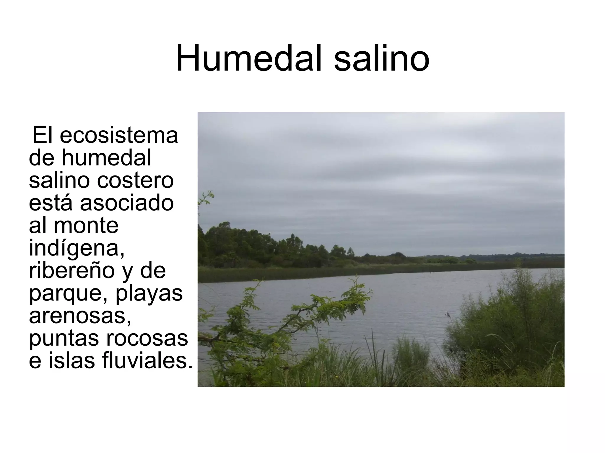 Humedal salino
 El ecosistema
de humedal
salino costero
está asociado
al monte
indígena,
ribereño y de
parque, playas
arenosas,
puntas rocosas
e islas fluviales.
 