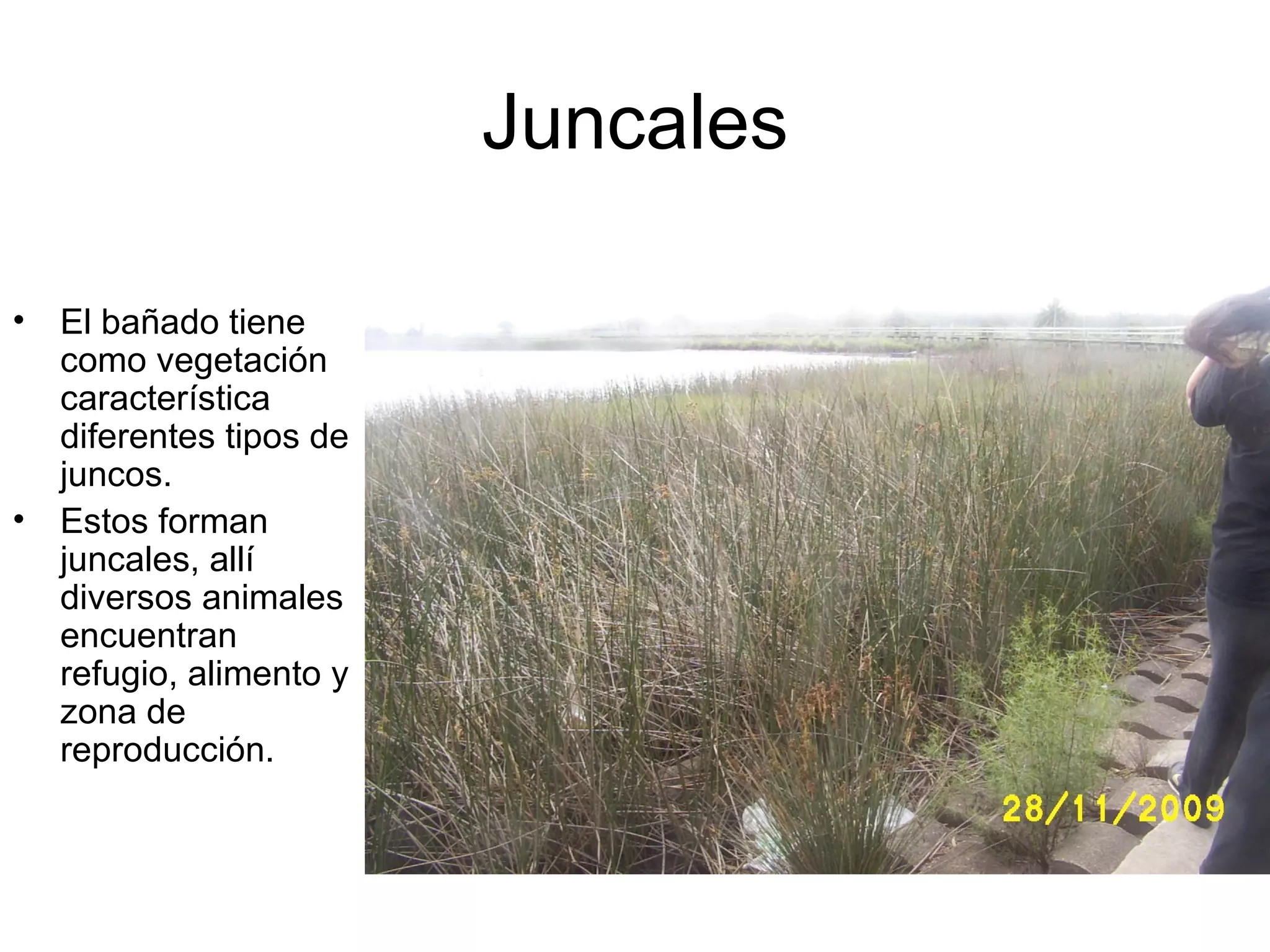 Juncales

•   El bañado tiene
    como vegetación
    característica
    diferentes tipos de
    juncos.
•   Estos forman
    juncales, allí
    diversos animales
    encuentran
    refugio, alimento y
    zona de
    reproducción.
 