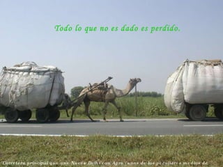 Carretera principal que une Nueva Delhi con Agra (unos de los peculiares medios de transporte) Todo lo que no es dado es perdido. 