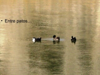 • Entre patos…