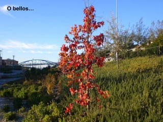 O bellos…