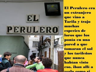 El Perulero eraEl Perulero era
un extranjeroun extranjero
que vino aque vino a
Tarifa y trajoTarifa y trajo
muchasmuchas
especies deespecies de
loros que losloros que los
ponía en unaponía en una
pared a quepared a que
tomaran el soltomaran el sol
y los tarifeñosy los tarifeños
que nuncaque nunca
habían vistohabían visto
eso, iban allí aeso, iban allí a
 