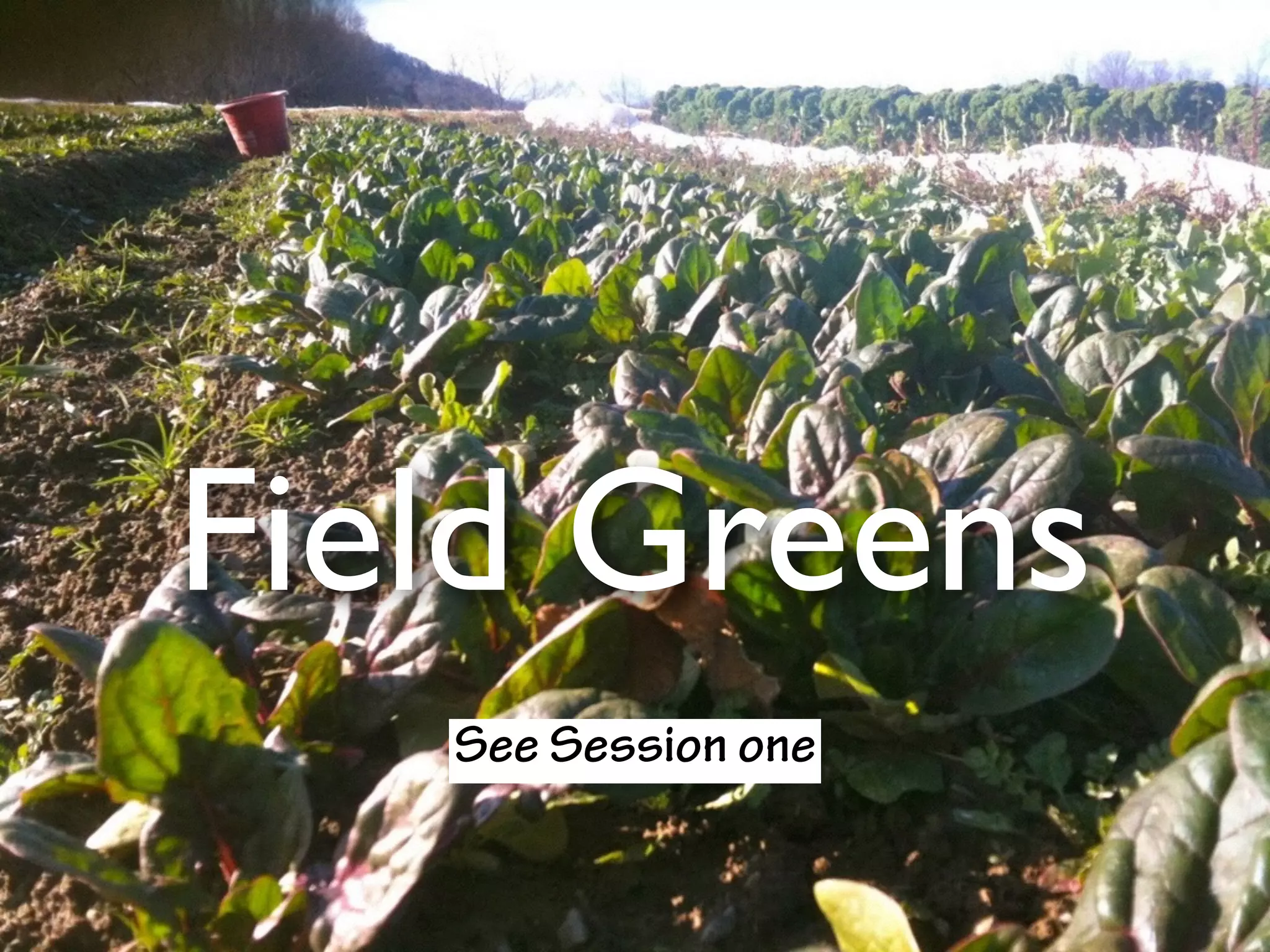 Field Greens
See Session one
 