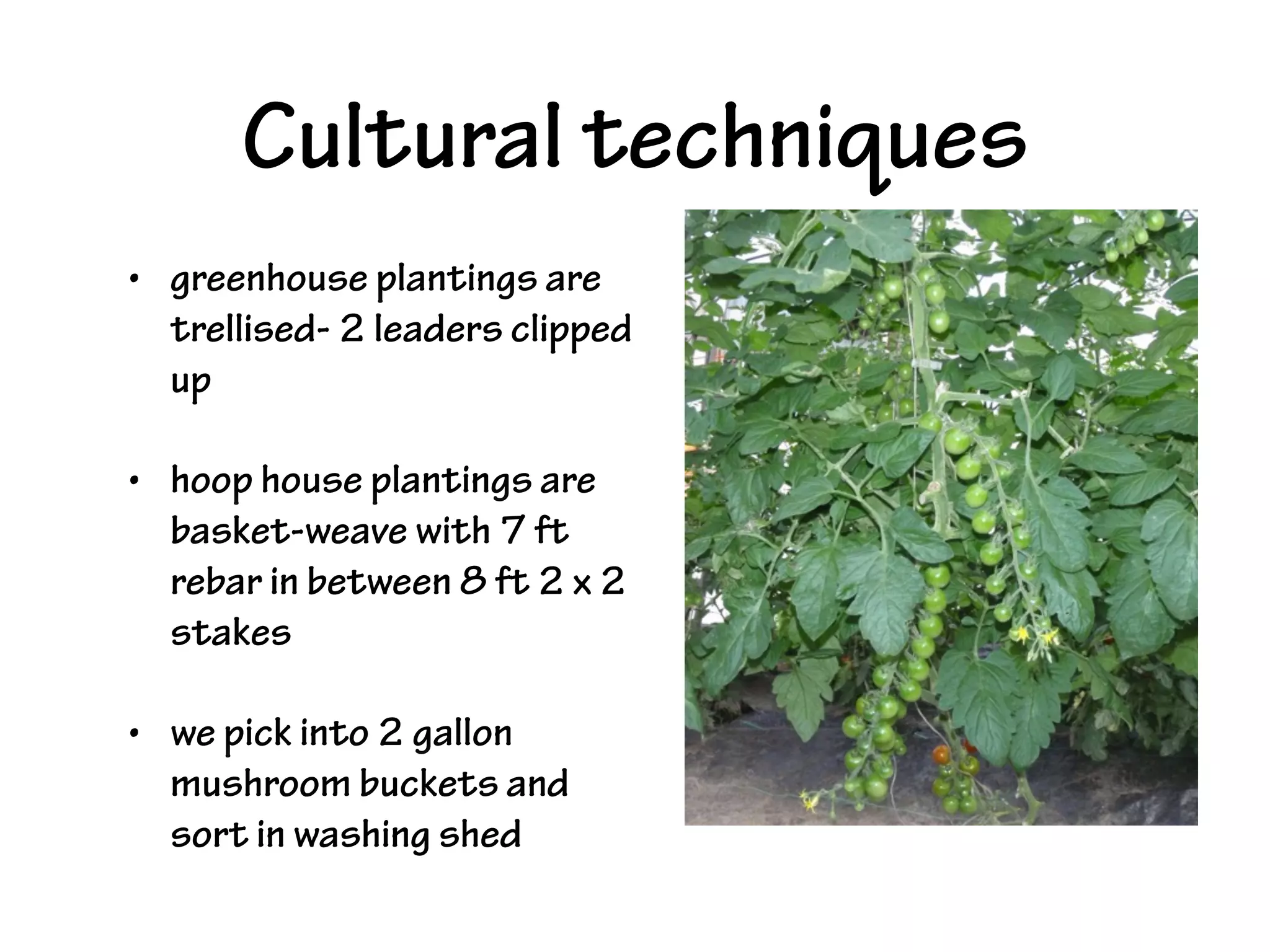Cultural techniques
• greenhouse plantings are
trellised- 2 leaders clipped
up
• hoop house plantings are
basket-weave with 7 ft
rebar in between 8 ft 2 x 2
stakes
• we pick into 2 gallon
mushroom buckets and
sort in washing shed
 