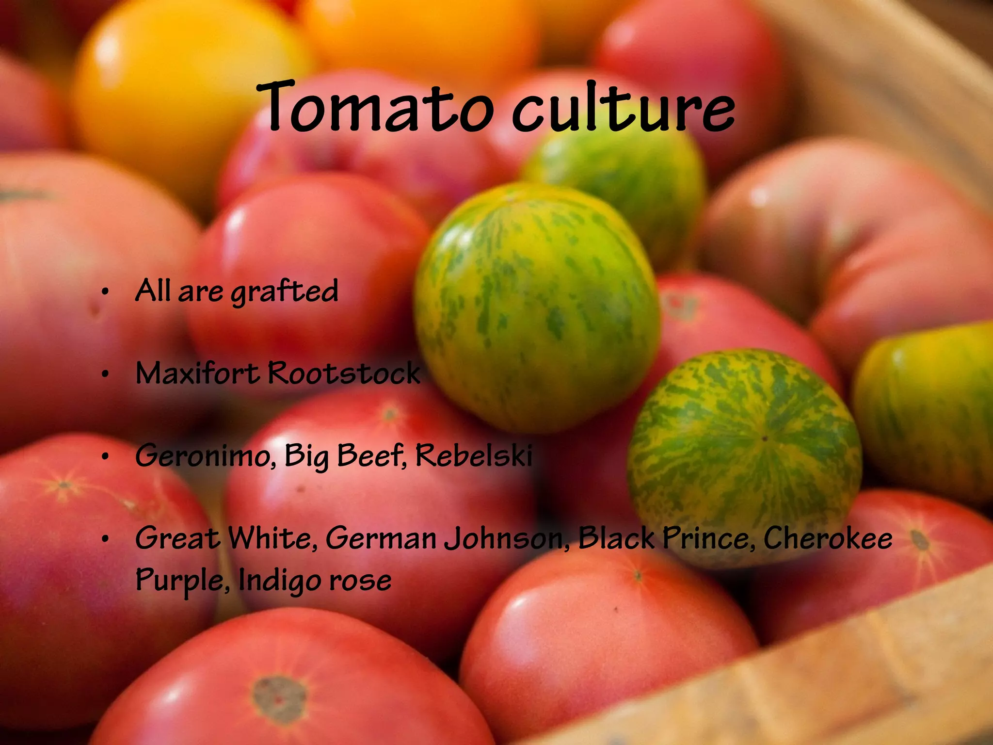 Tomato culture
• All are grafted
• Maxifort Rootstock
• Geronimo, Big Beef, Rebelski
• Great White, German Johnson, Black Prince, Cherokee
Purple, Indigo rose
 