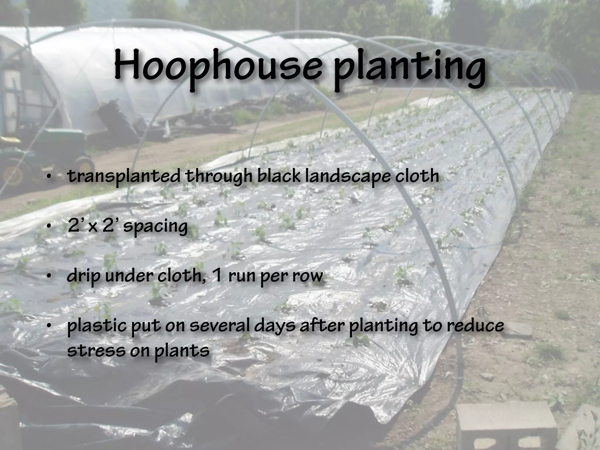 Hoophouse planting
• transplanted through black landscape cloth
• 2’ x 2’ spacing
• drip under cloth, 1 run per row
• plastic put on several days after planting to reduce
stress on plants
 