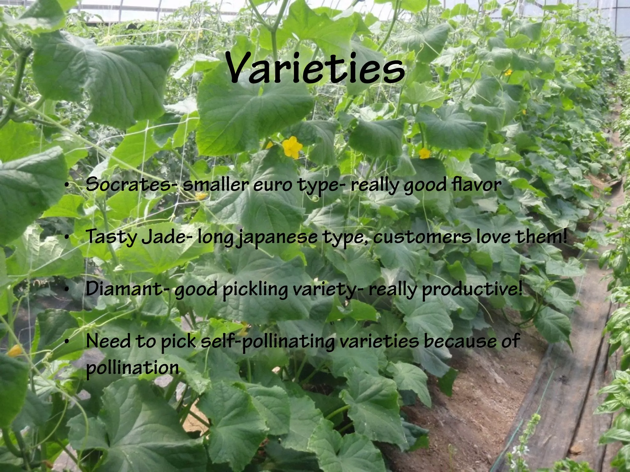 Varieties
• Socrates- smaller euro type- really good flavor
• Tasty Jade- long japanese type, customers love them!
• Diamant- good pickling variety- really productive!
• Need to pick self-pollinating varieties because of
pollination
 