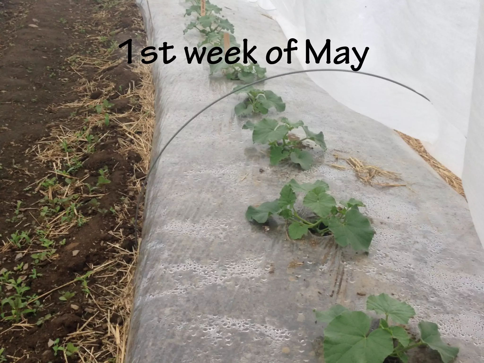 1st week of May
 