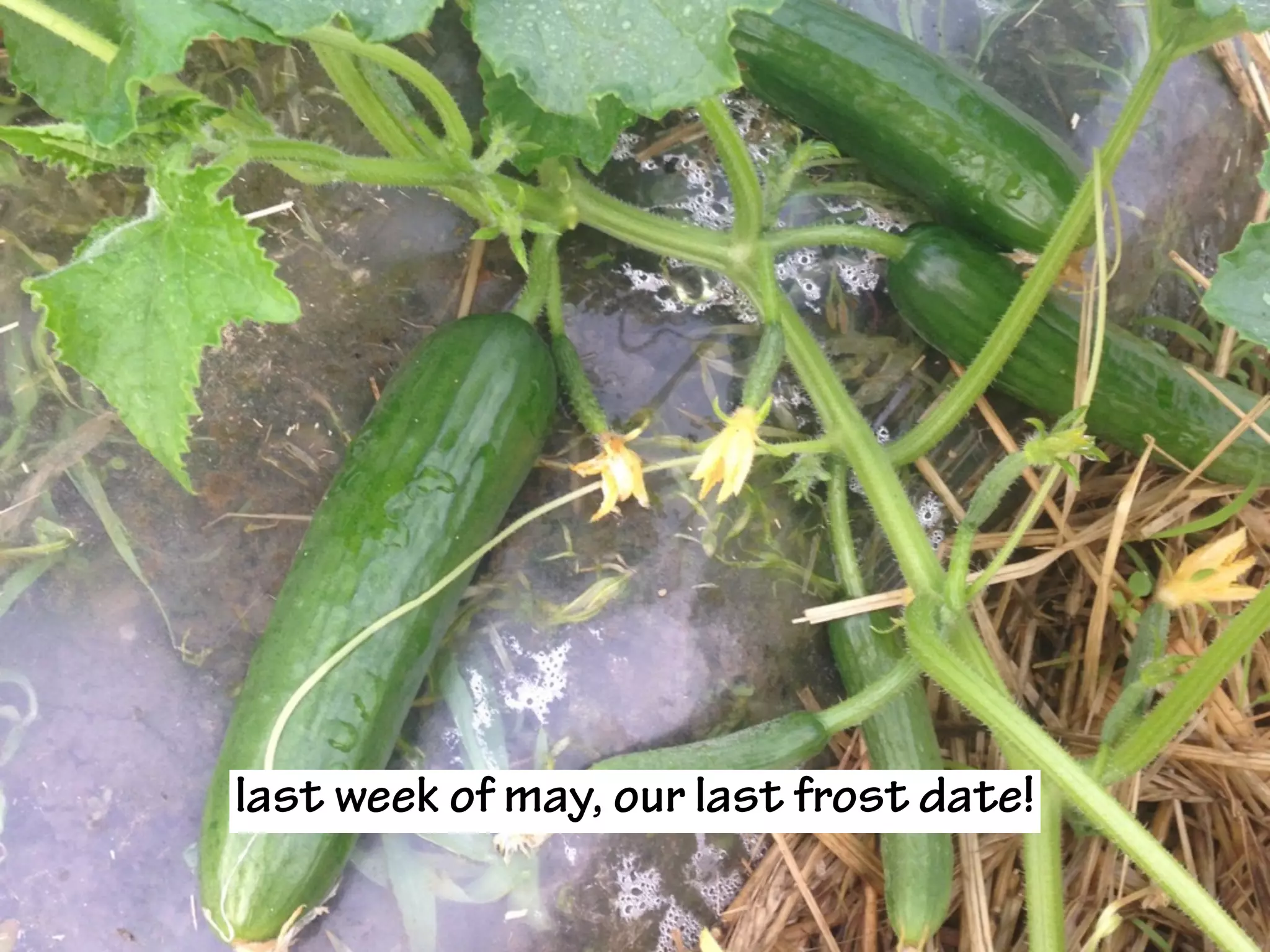 last week of may, our last frost date!
 