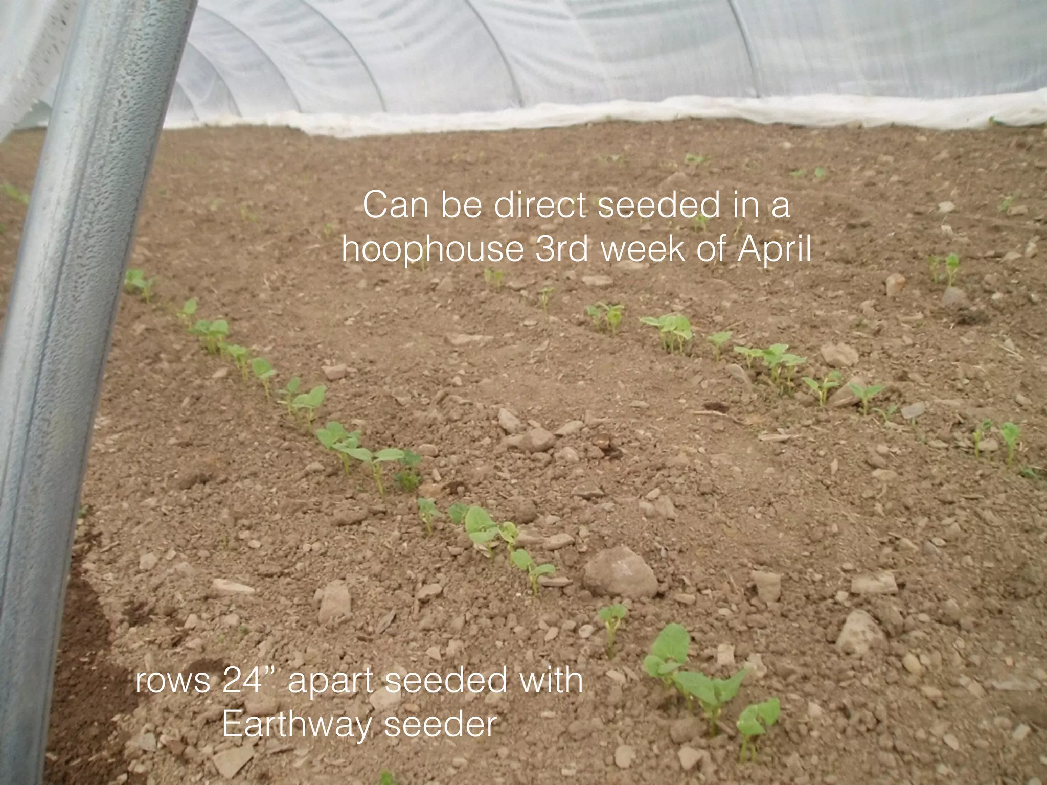 Can be direct seeded in a
hoophouse 3rd week of April
rows 24” apart seeded with
Earthway seeder
 