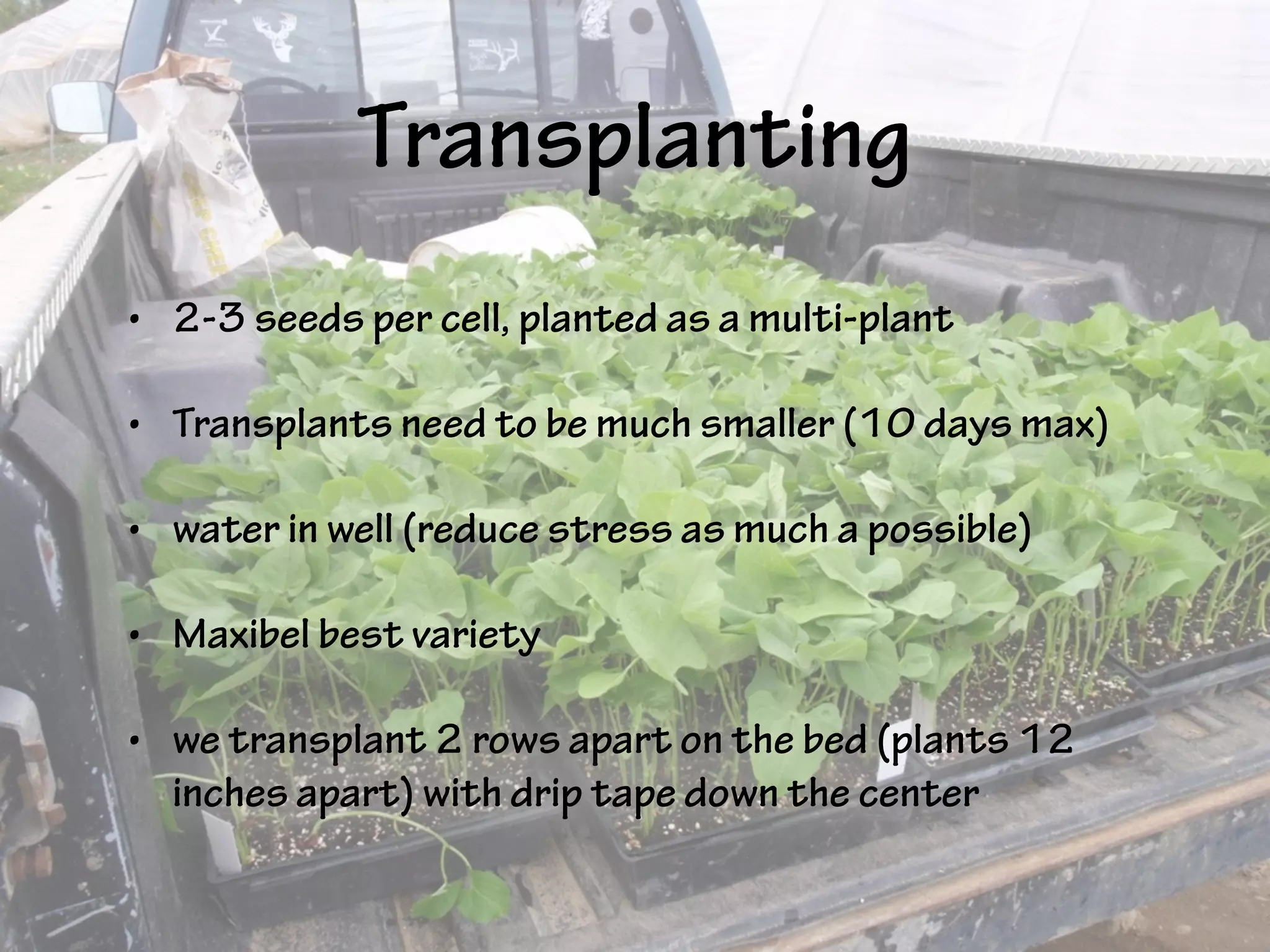 Transplanting
• 2-3 seeds per cell, planted as a multi-plant
• Transplants need to be much smaller (10 days max)
• water in well (reduce stress as much a possible)
• Maxibel best variety
• we transplant 2 rows apart on the bed (plants 12
inches apart) with drip tape down the center
 
