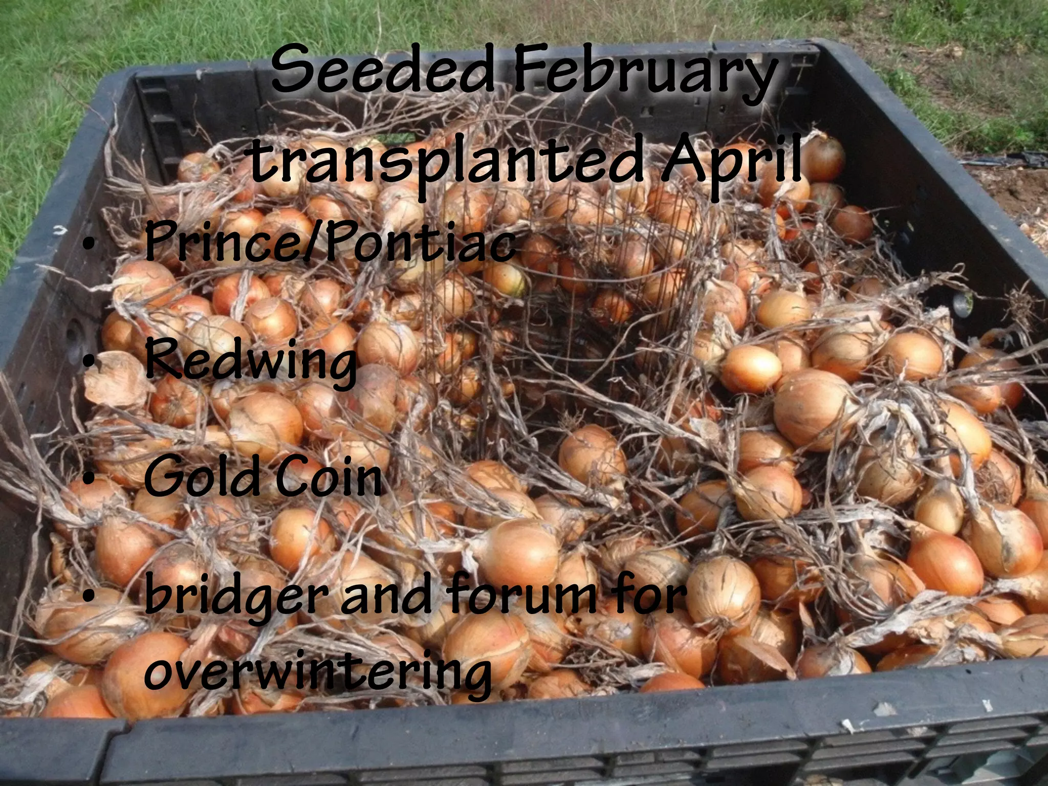 Seeded February
transplanted April
• Prince/Pontiac
• Redwing
• Gold Coin
• bridger and forum for
overwintering
 