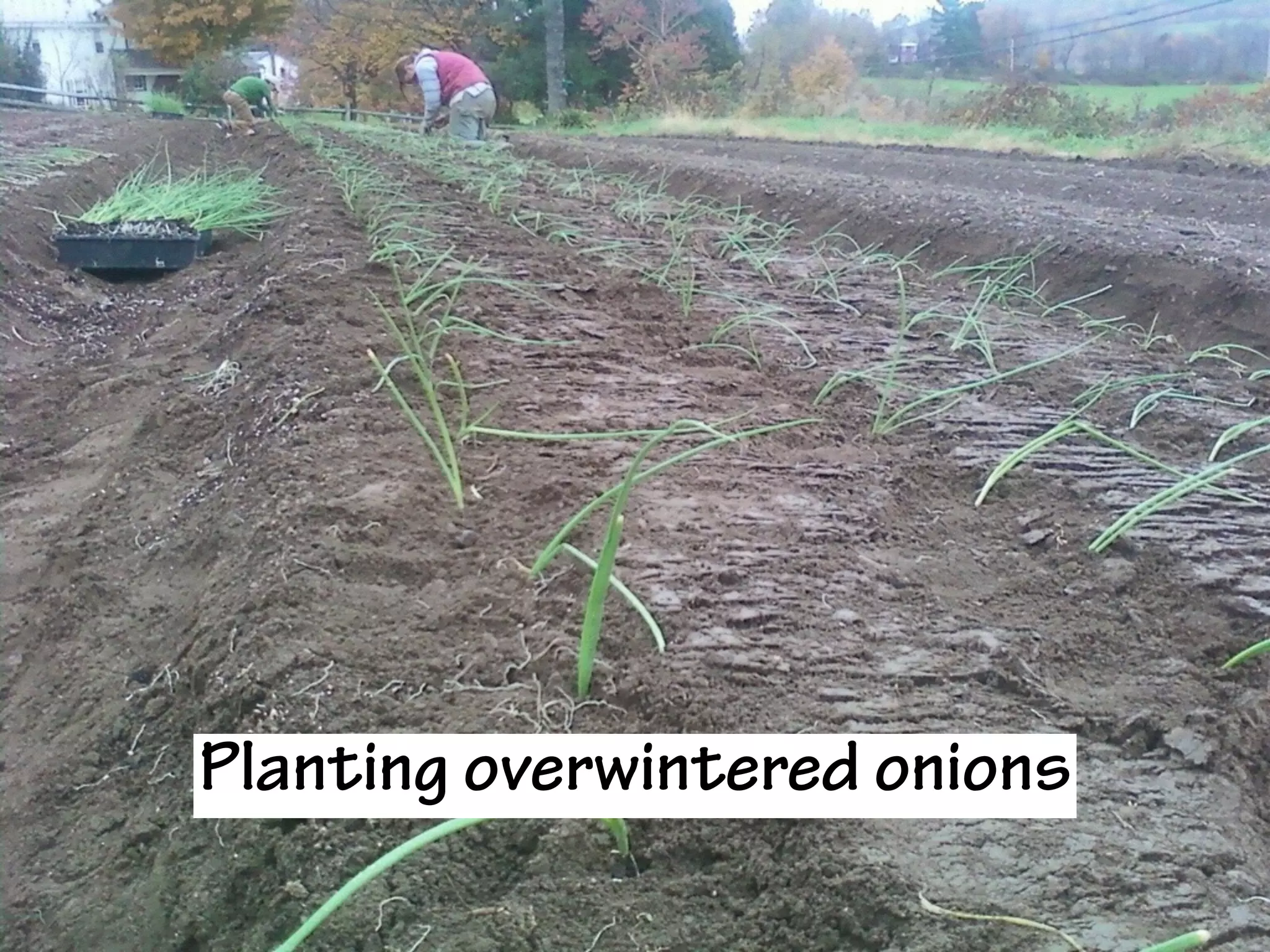 Planting overwintered onions
 