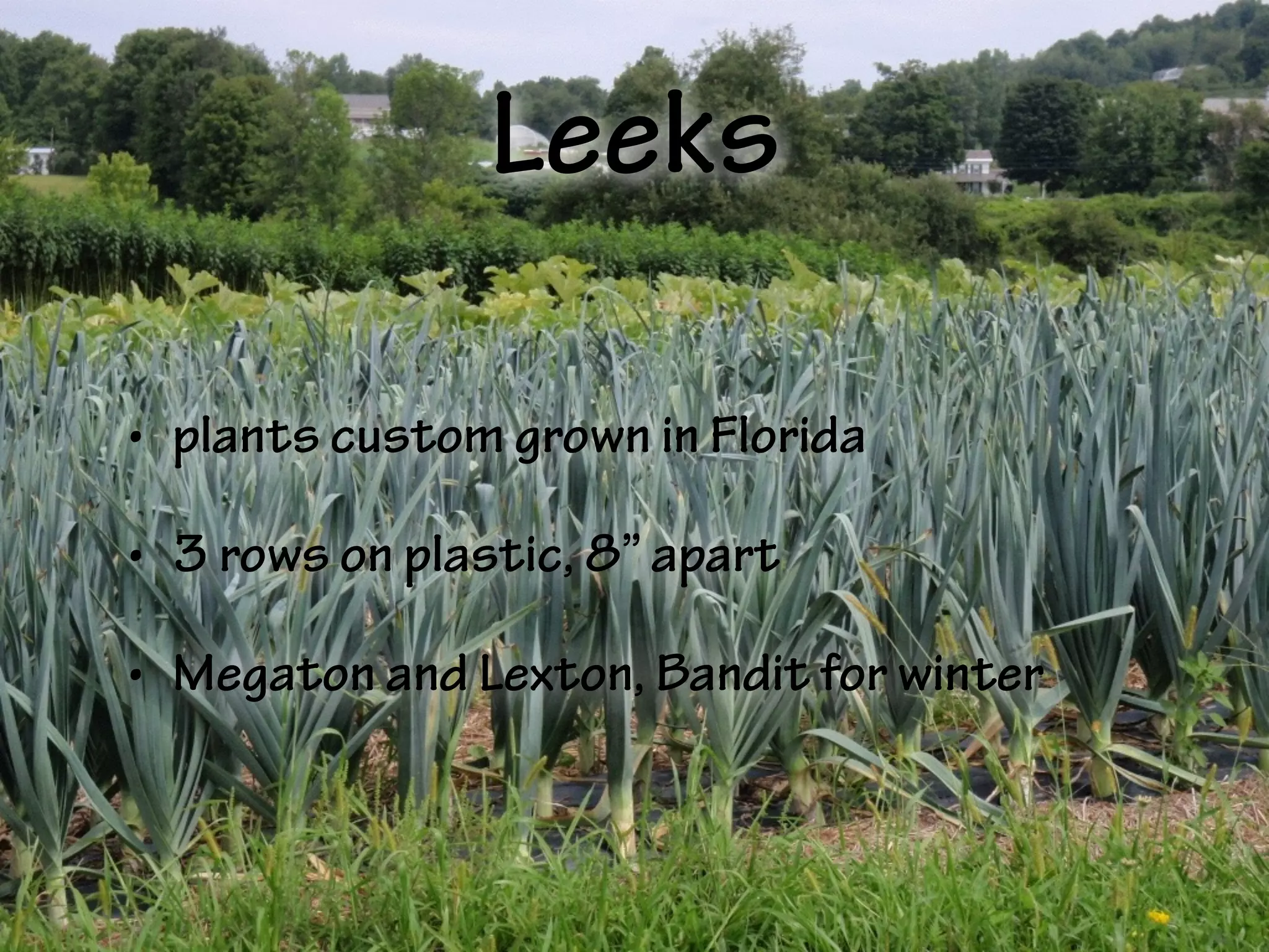 Leeks
• plants custom grown in Florida
• 3 rows on plastic, 8” apart
• Megaton and Lexton, Bandit for winter
 