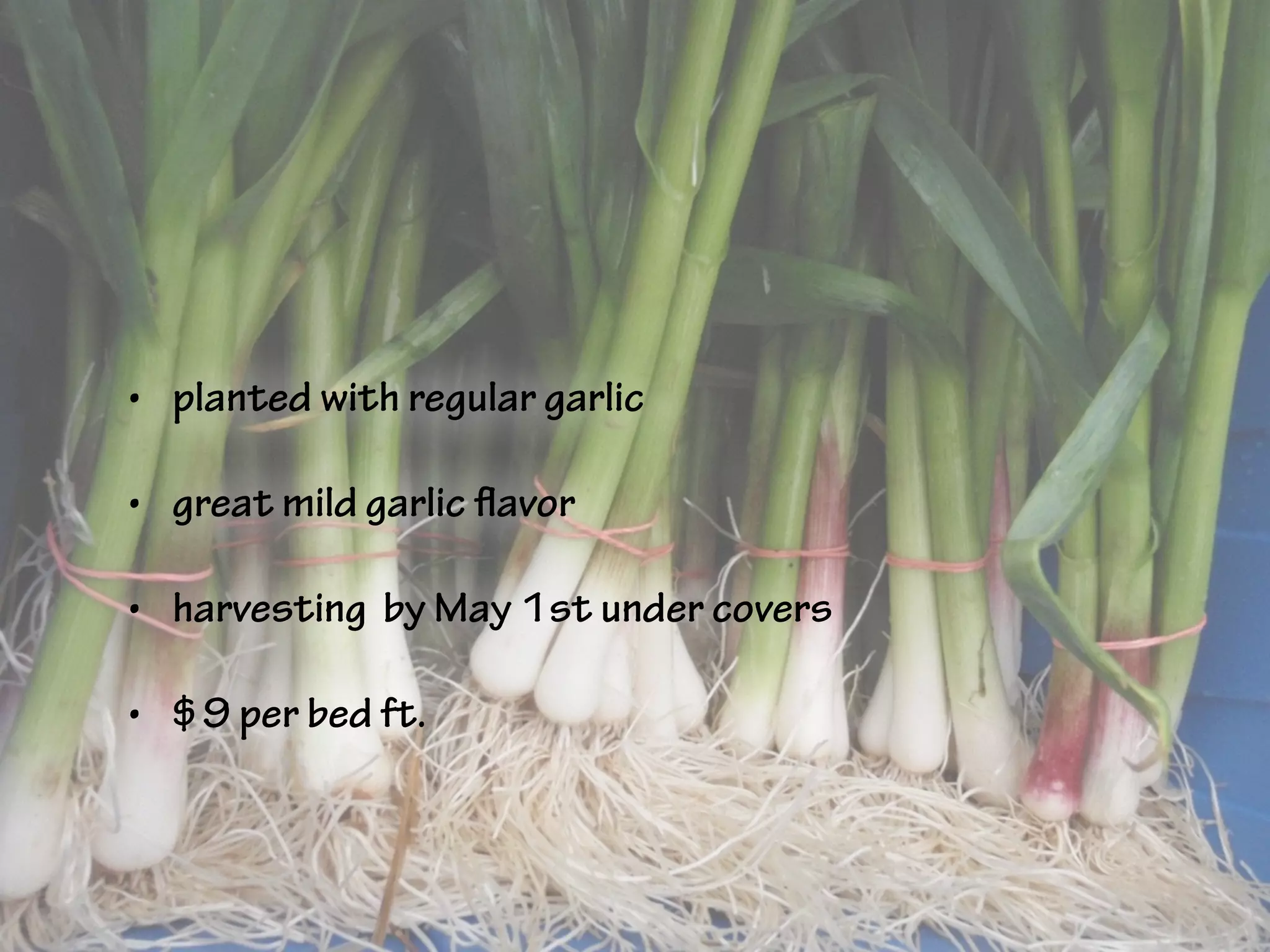 • planted with regular garlic
• great mild garlic flavor
• harvesting by May 1st under covers
• $9 per bed ft.
 