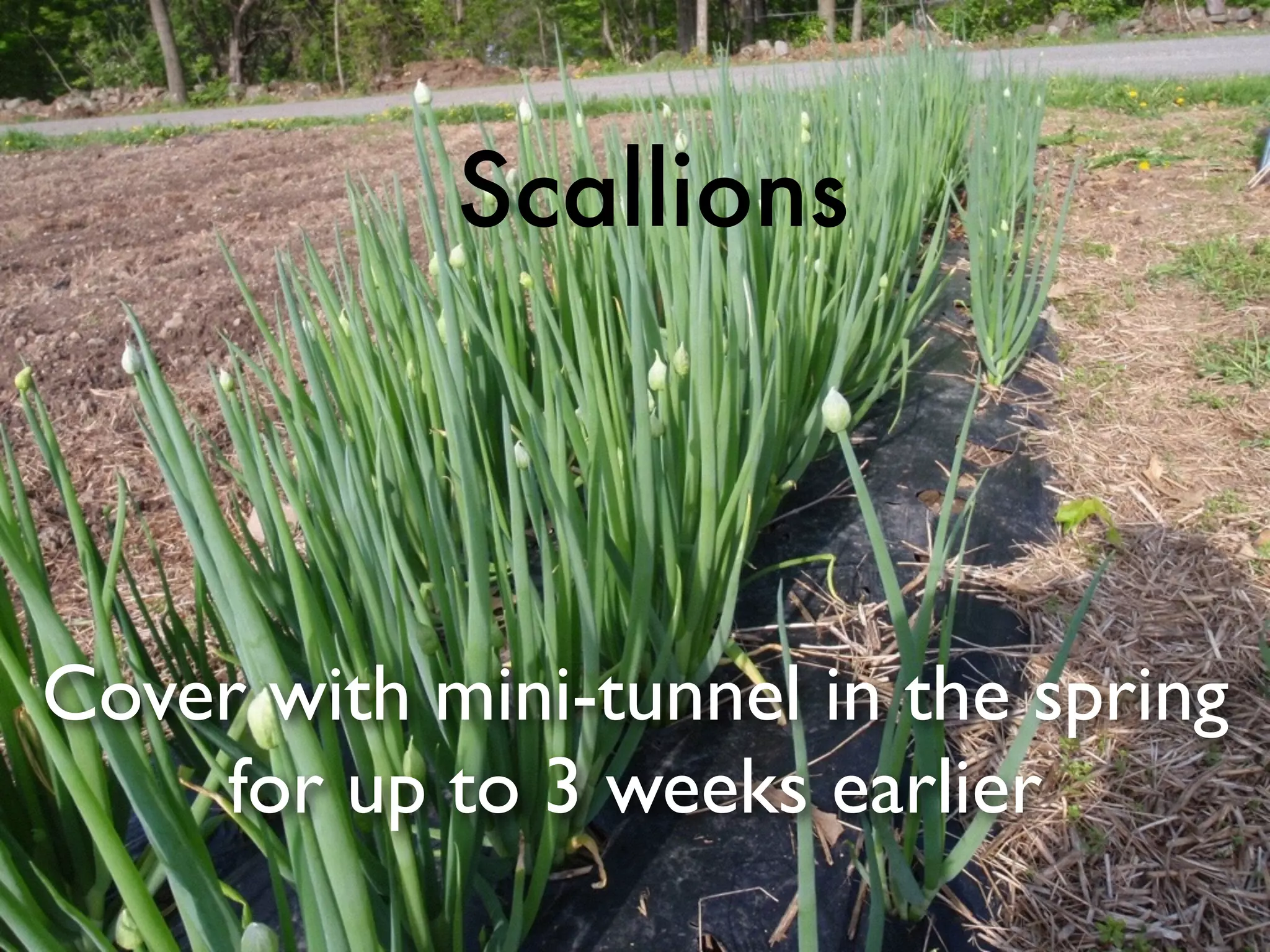 Cover with mini-tunnel in the spring
for up to 3 weeks earlier
Scallions
 