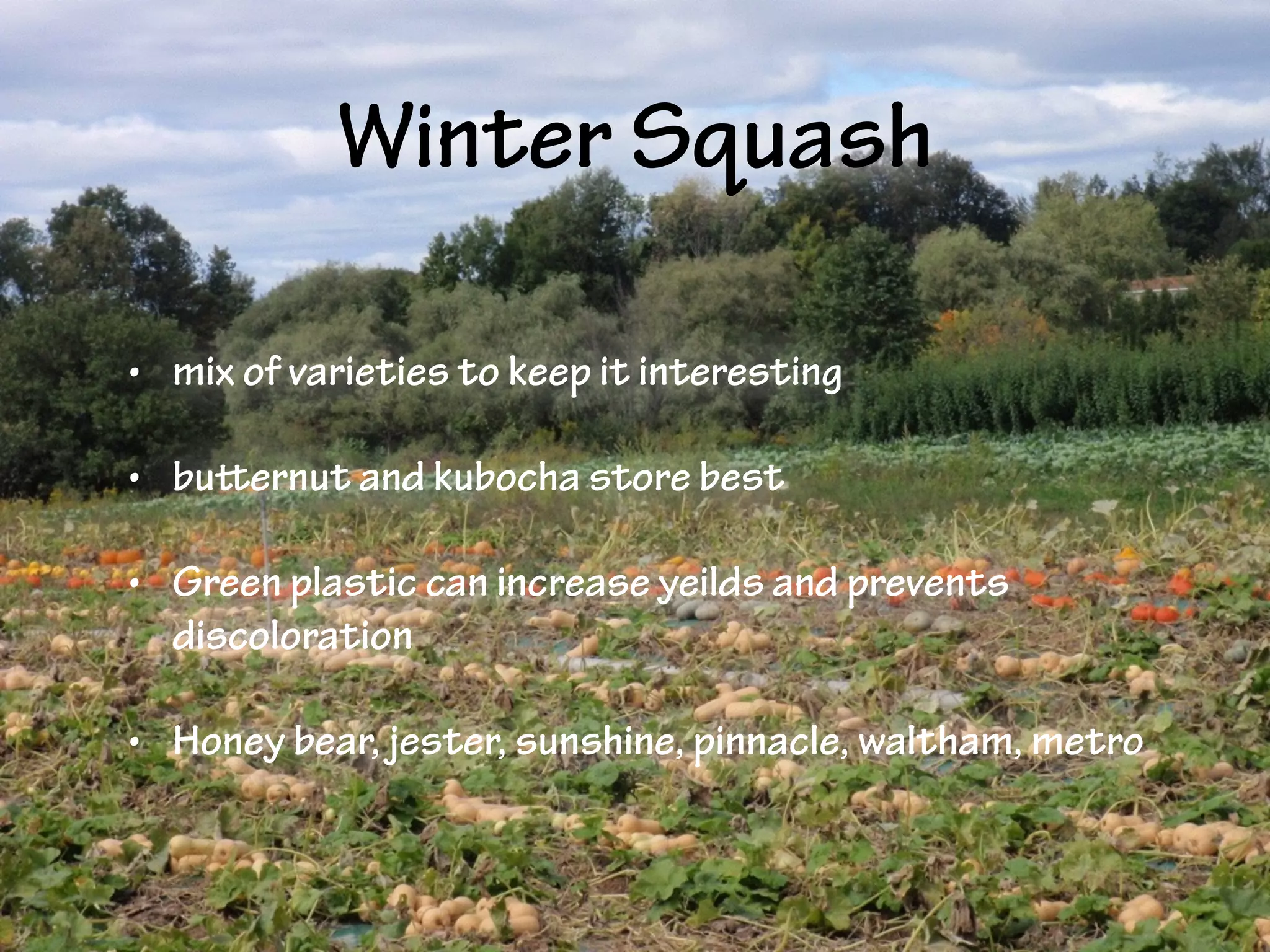 Winter Squash
• mix of varieties to keep it interesting
• butternut and kubocha store best
• Green plastic can increase yeilds and prevents
discoloration
• Honey bear, jester, sunshine, pinnacle, waltham, metro
 