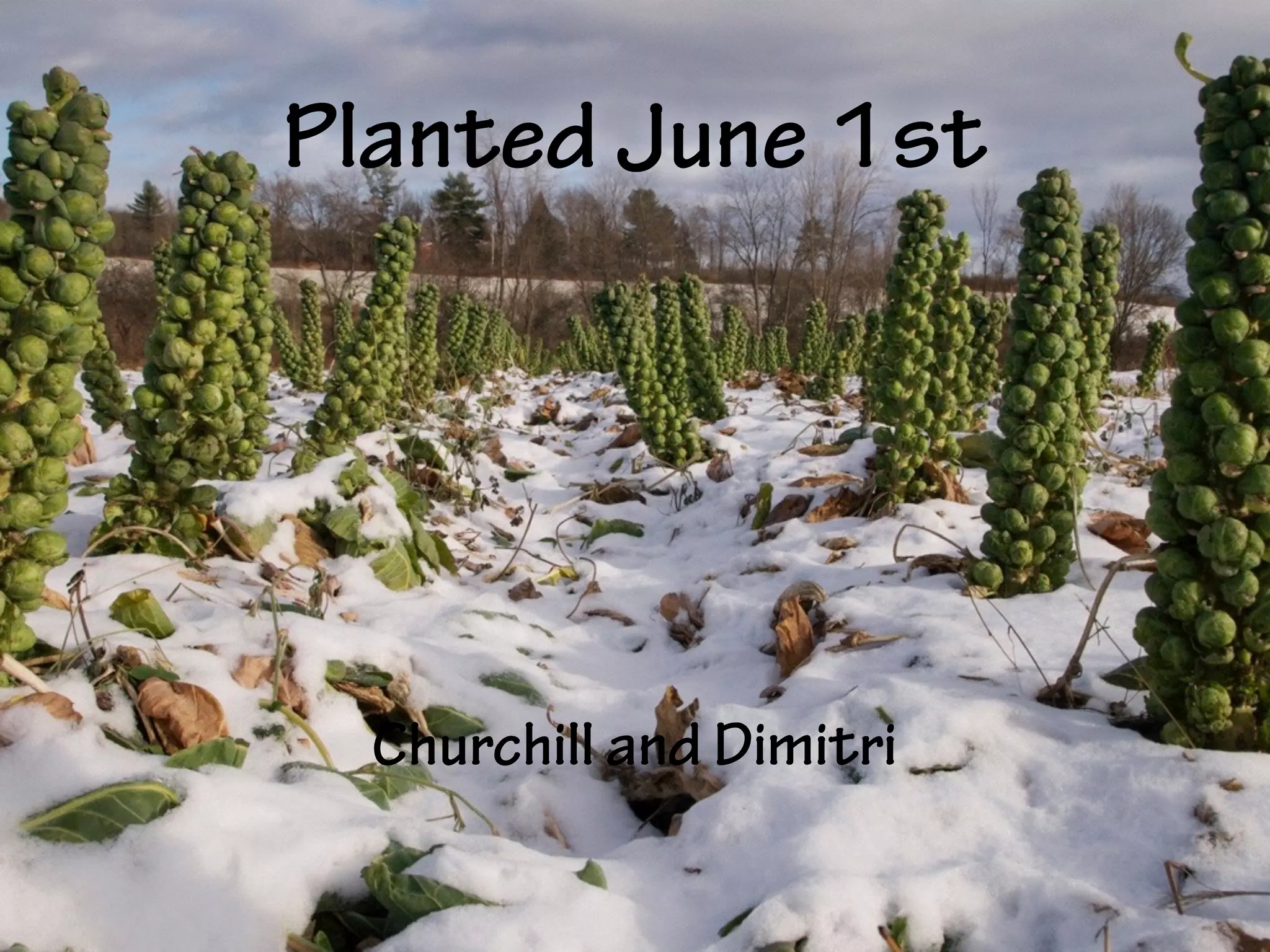 Planted June 1st
Churchill and Dimitri
 