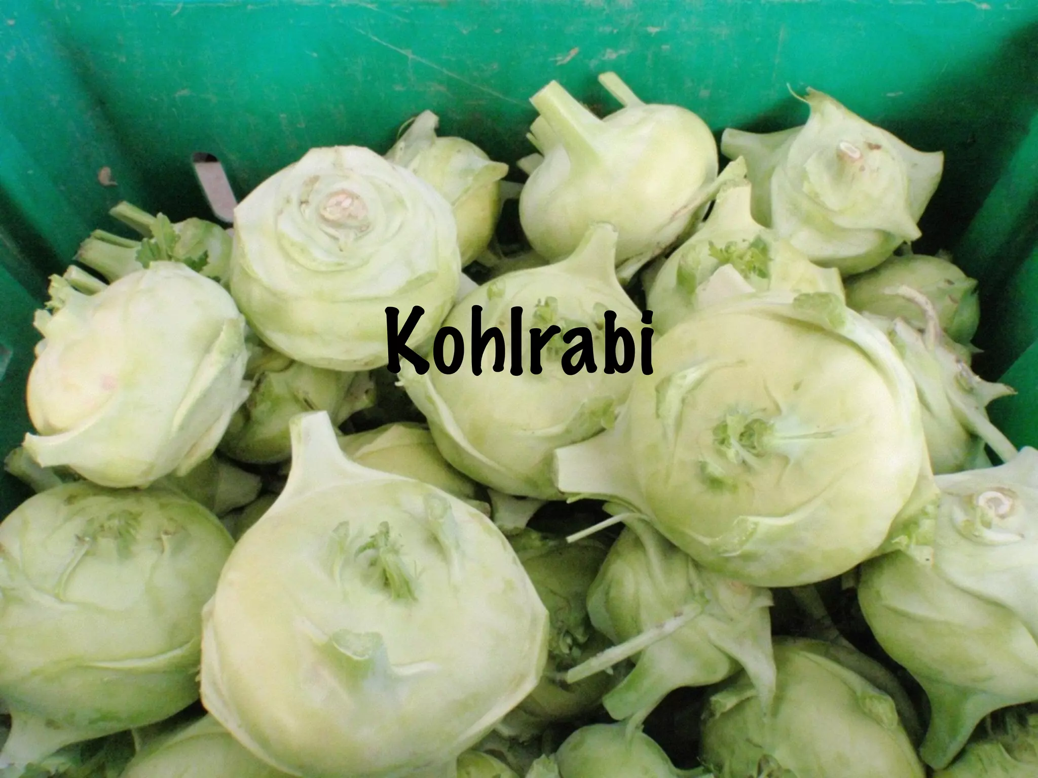 Kohlrabi
 