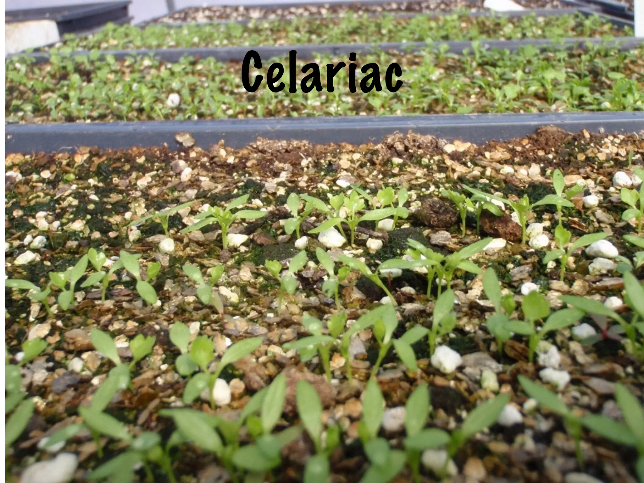 Celariac
 
