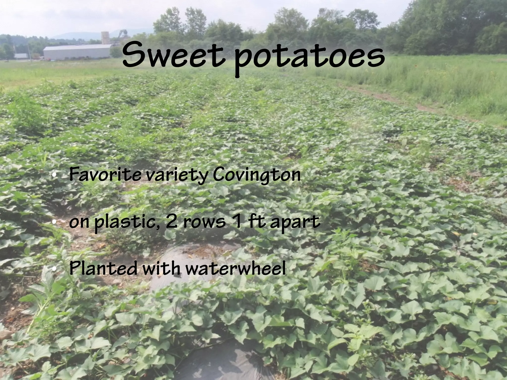 Sweet potatoes
• Favorite variety Covington
• on plastic, 2 rows 1 ft apart
• Planted with waterwheel
 