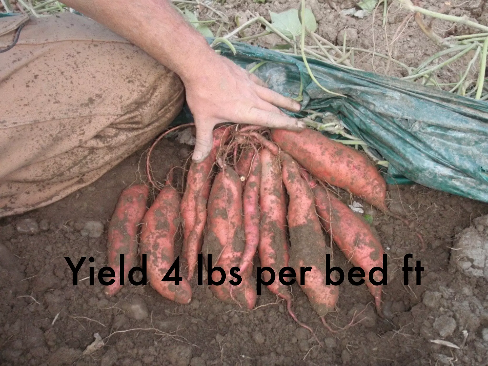 Yield 4 lbs per bed ft
 