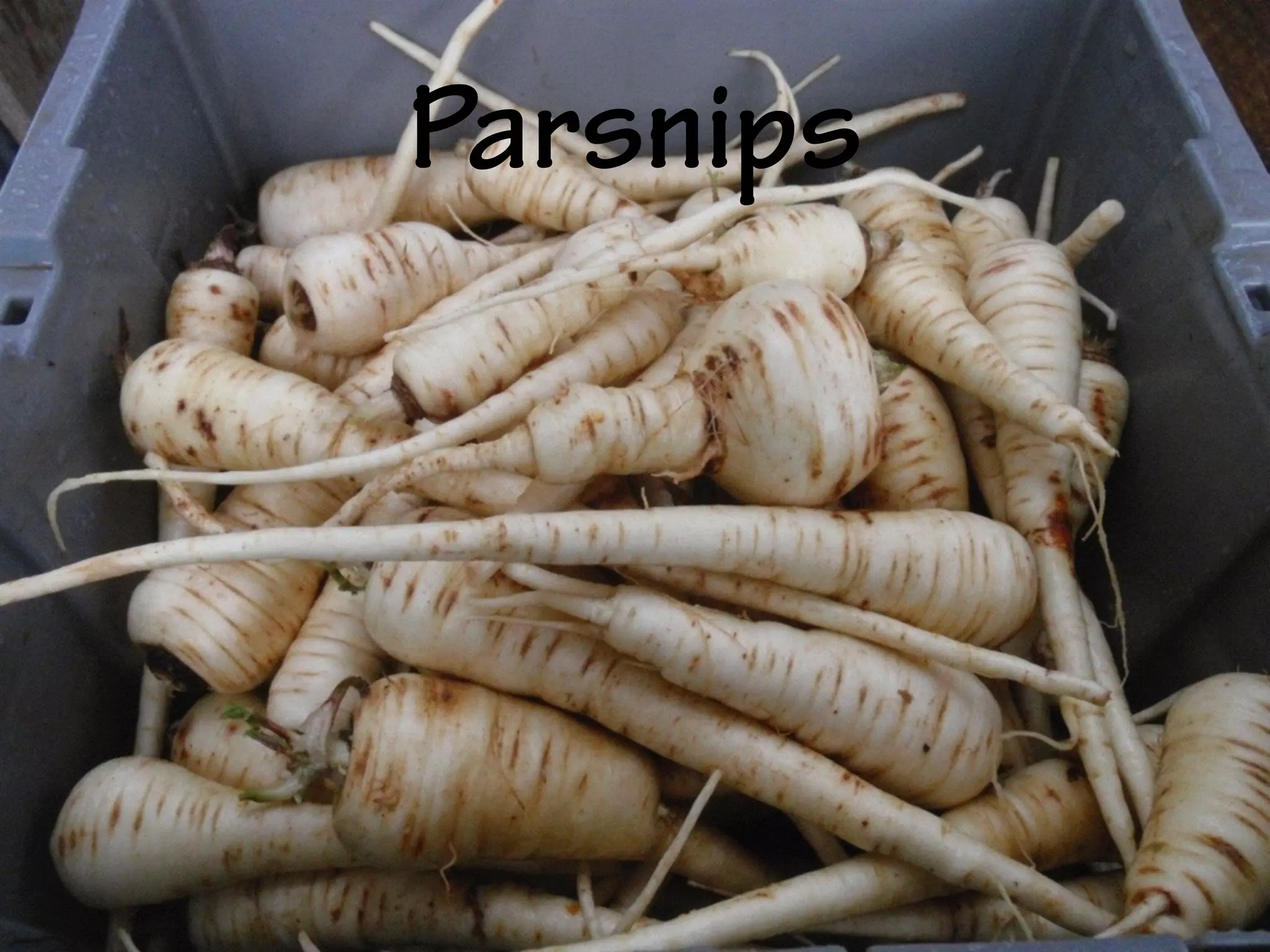Parsnips
 