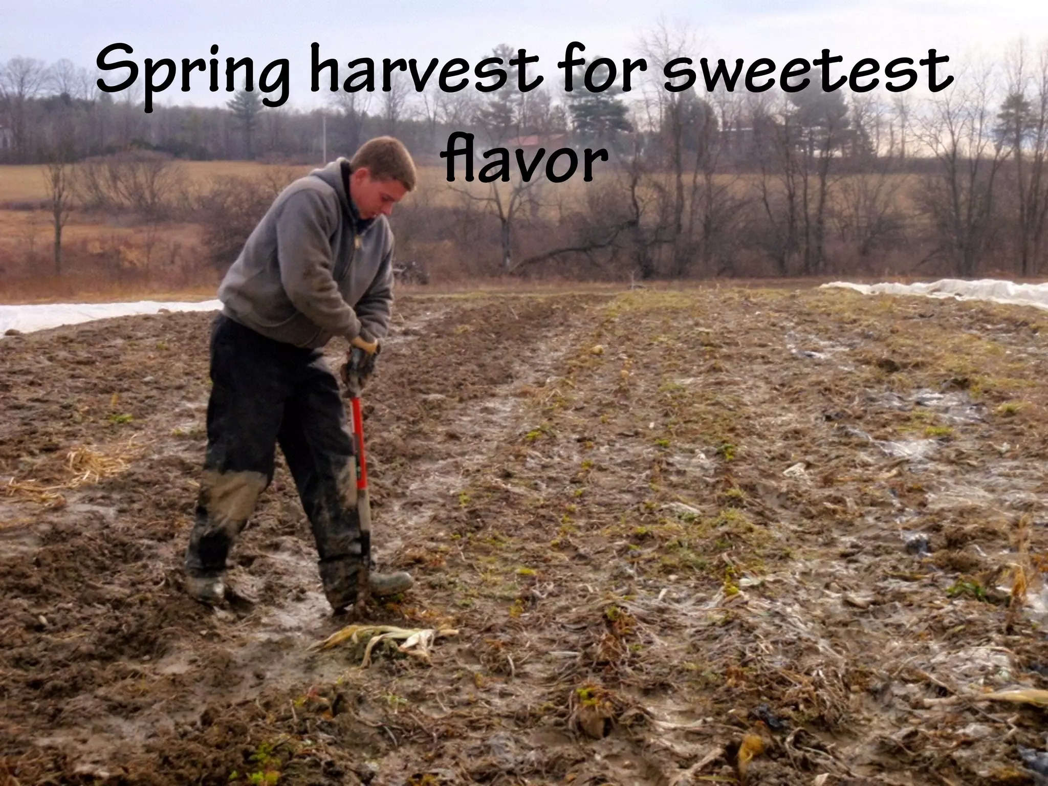 Spring harvest for sweetest
flavor
 