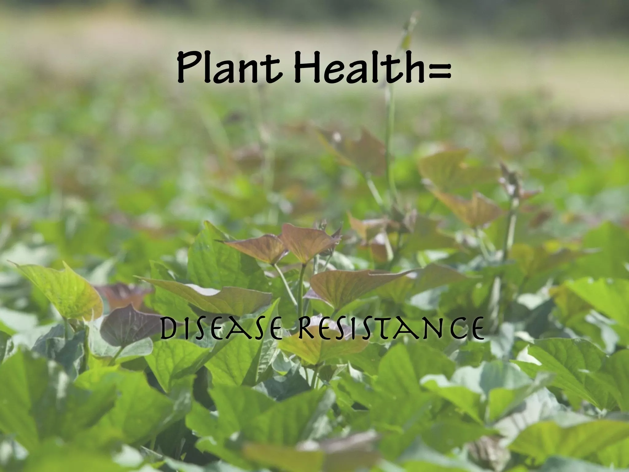Plant Health=
Disease Resistance
 