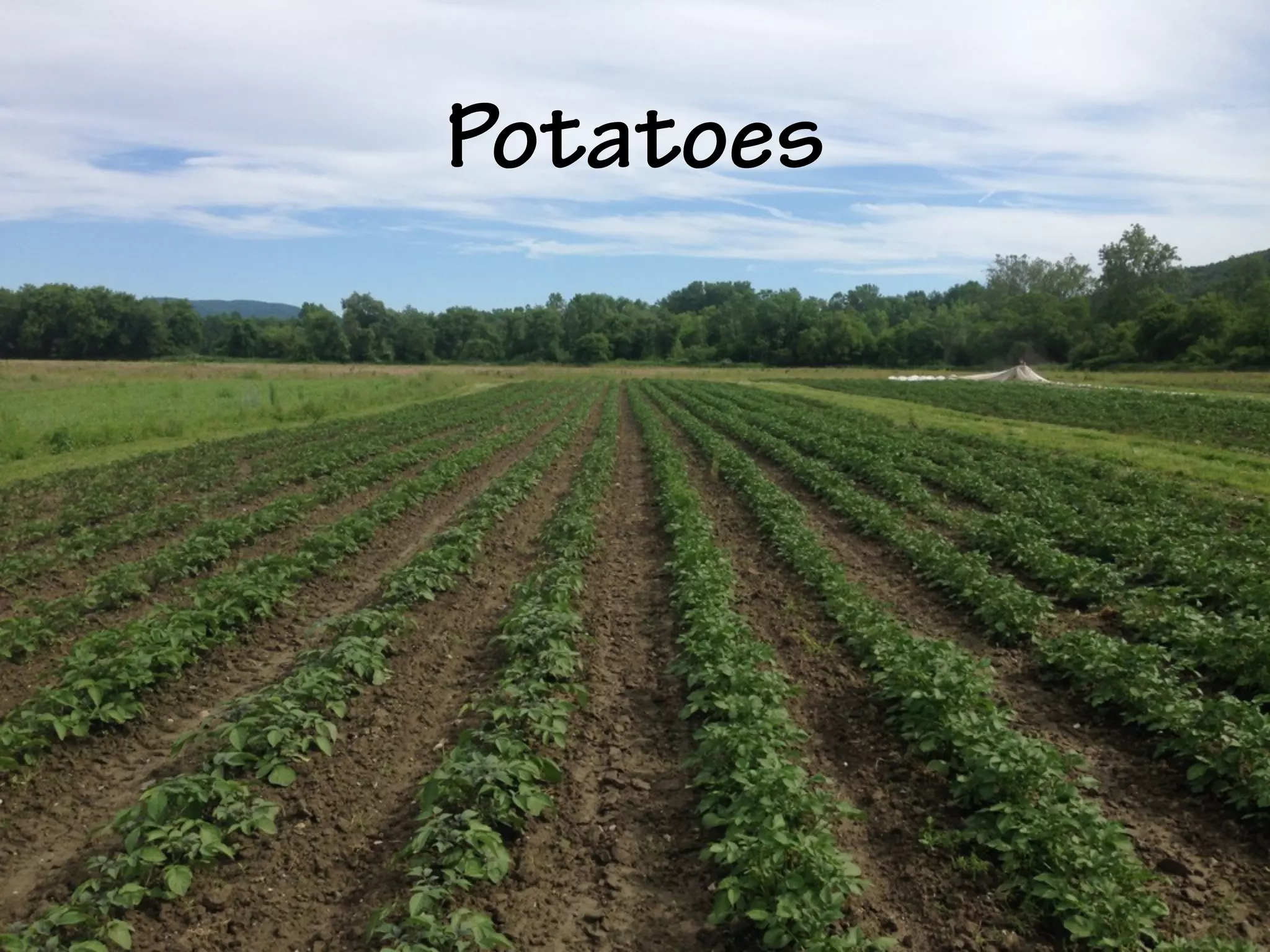 Potatoes
 