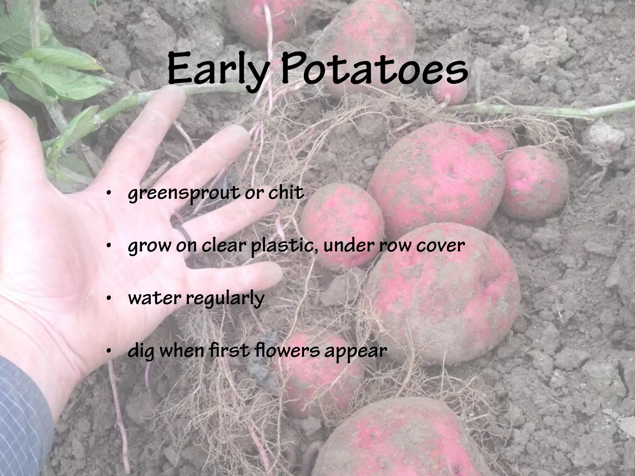 Early Potatoes
• greensprout or chit
• grow on clear plastic, under row cover
• water regularly
• dig when first flowers appear
 