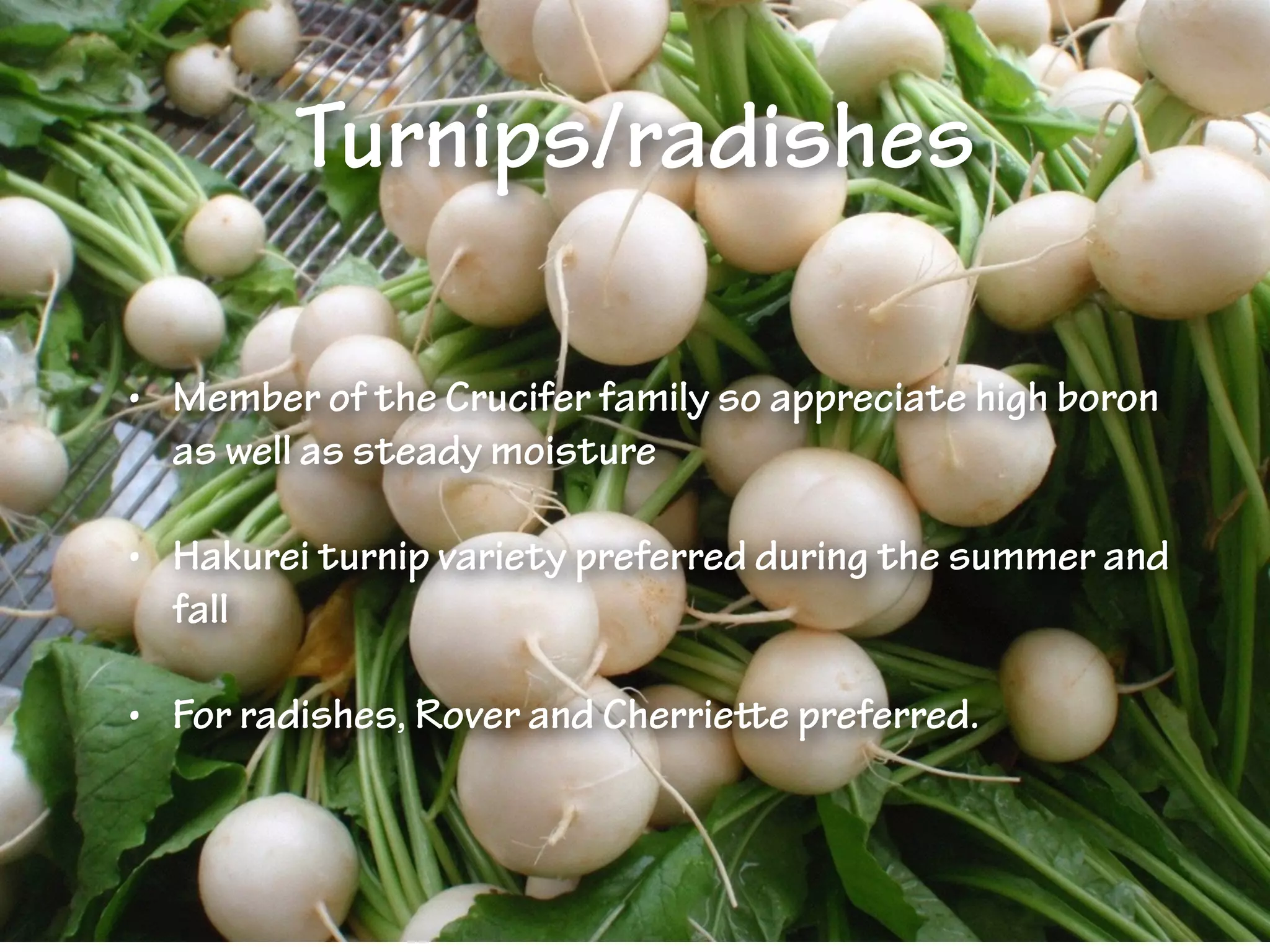 Turnips/radishes
• Member of the Crucifer family so appreciate high boron
as well as steady moisture
• Hakurei turnip variety preferred during the summer and
fall
• For radishes, Rover and Cherriette preferred.
 