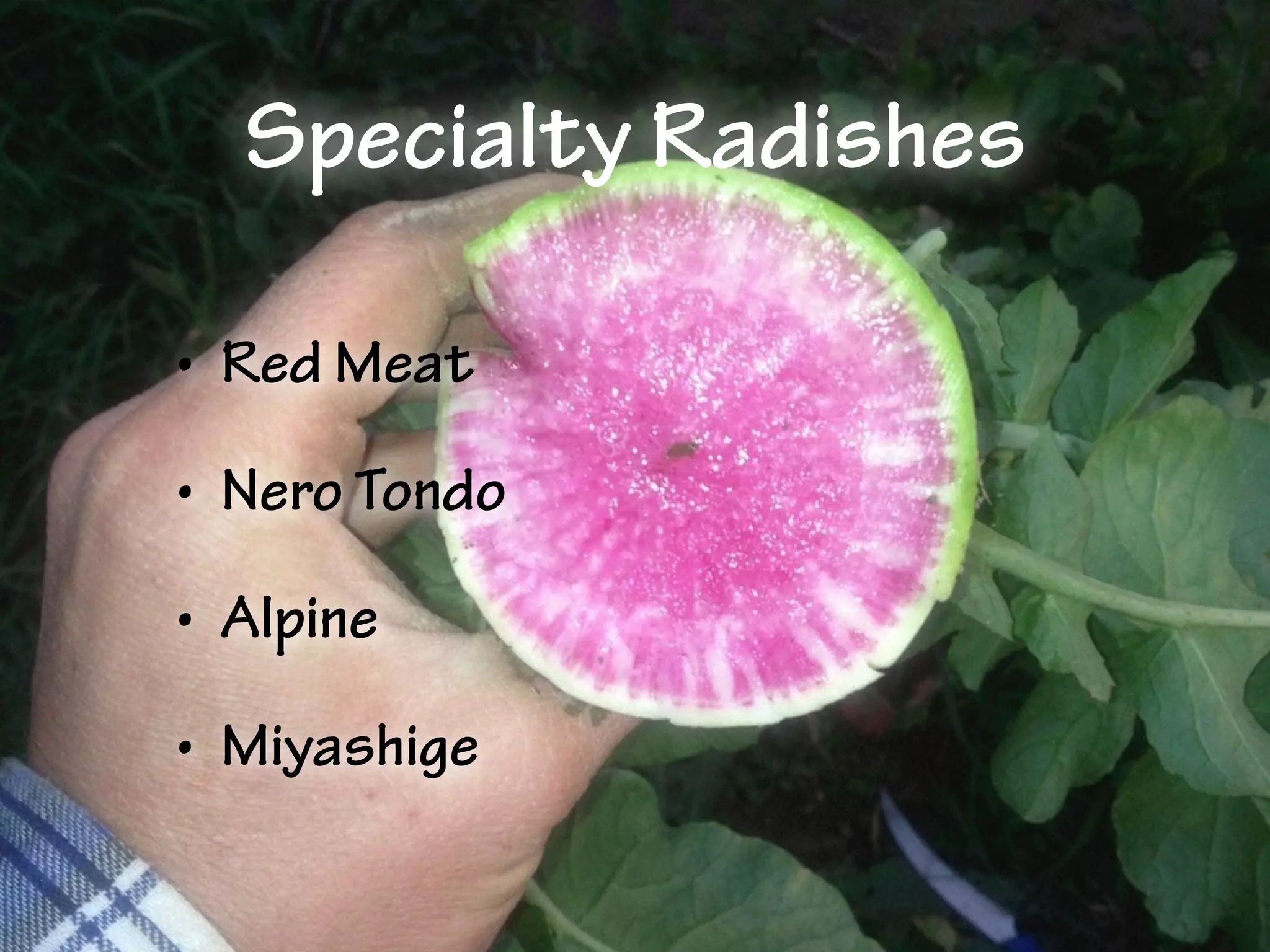 Specialty Radishes
• Red Meat
• Nero Tondo
• Alpine
• Miyashige
 