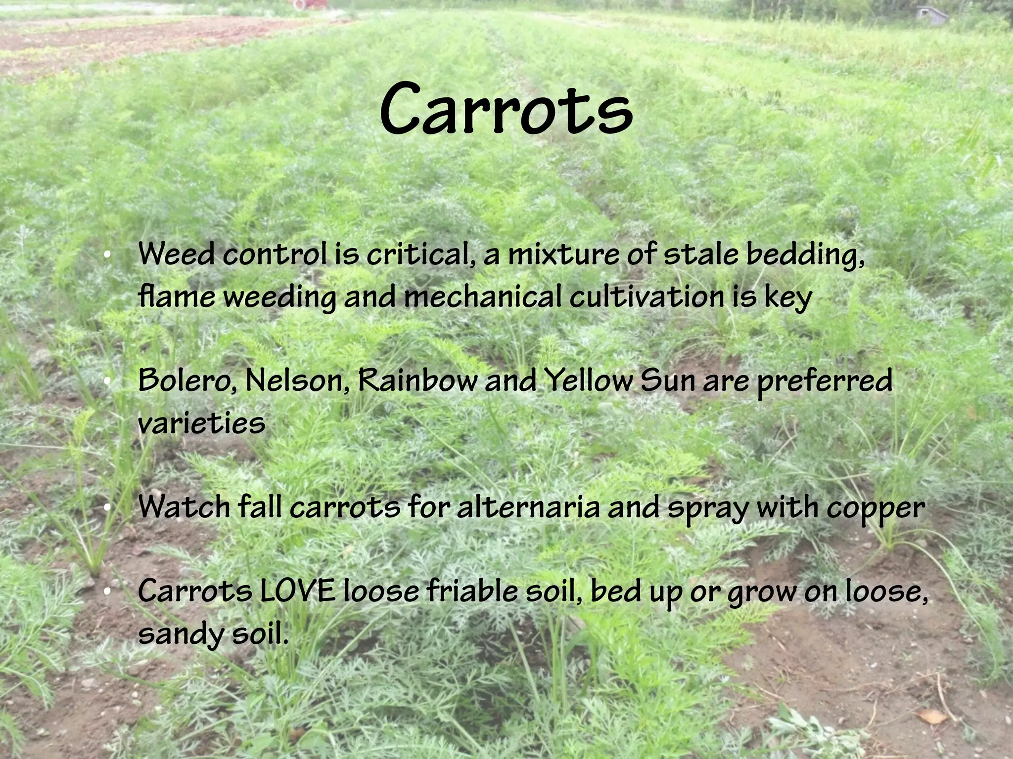 Carrots
• Weed control is critical, a mixture of stale bedding,
flame weeding and mechanical cultivation is key
• Bolero, Nelson, Rainbow and Yellow Sun are preferred
varieties
• Watch fall carrots for alternaria and spray with copper
• Carrots LOVE loose friable soil, bed up or grow on loose,
sandy soil.
 