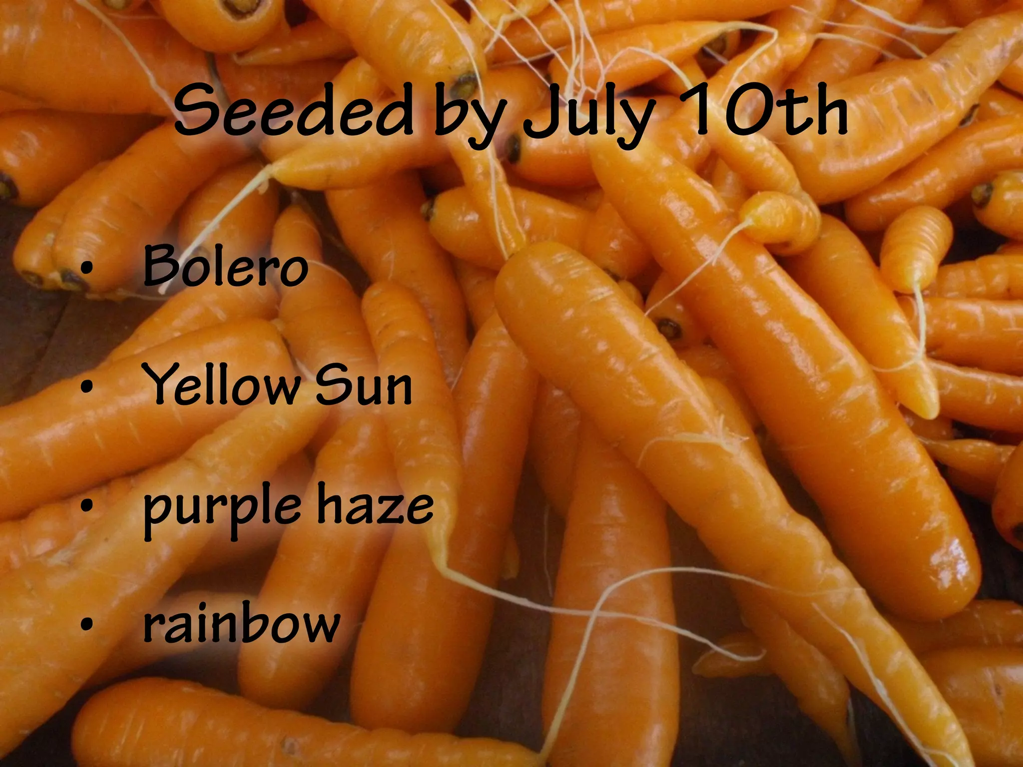 Seeded by July 10th
• Bolero
• Yellow Sun
• purple haze
• rainbow
 