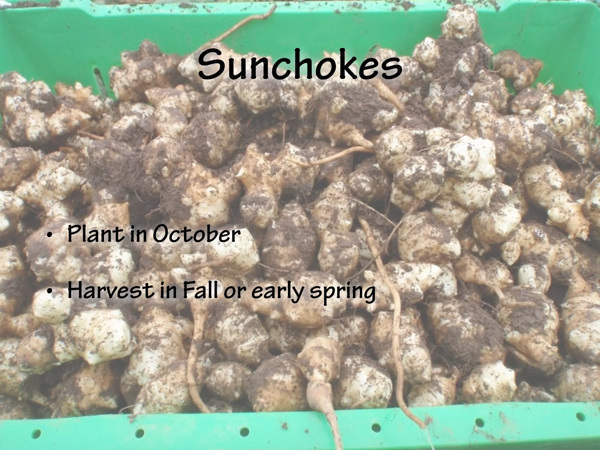 Sunchokes
• Plant in October
• Harvest in Fall or early spring
 