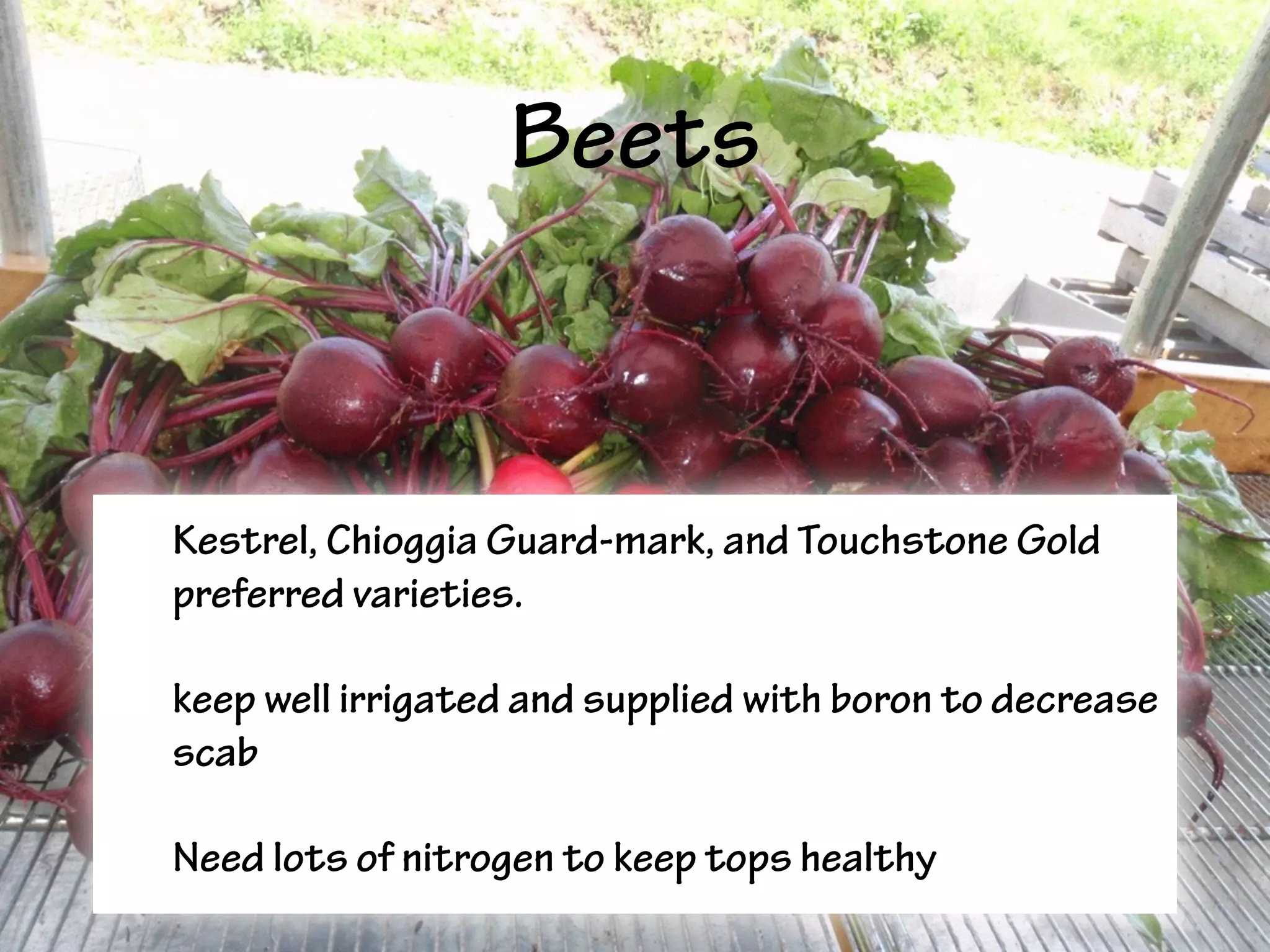 Beets
• Kestrel, Chioggia Guard-mark, and Touchstone Gold
preferred varieties.
• keep well irrigated and supplied with boron to decrease
scab
• Need lots of nitrogen to keep tops healthy
 