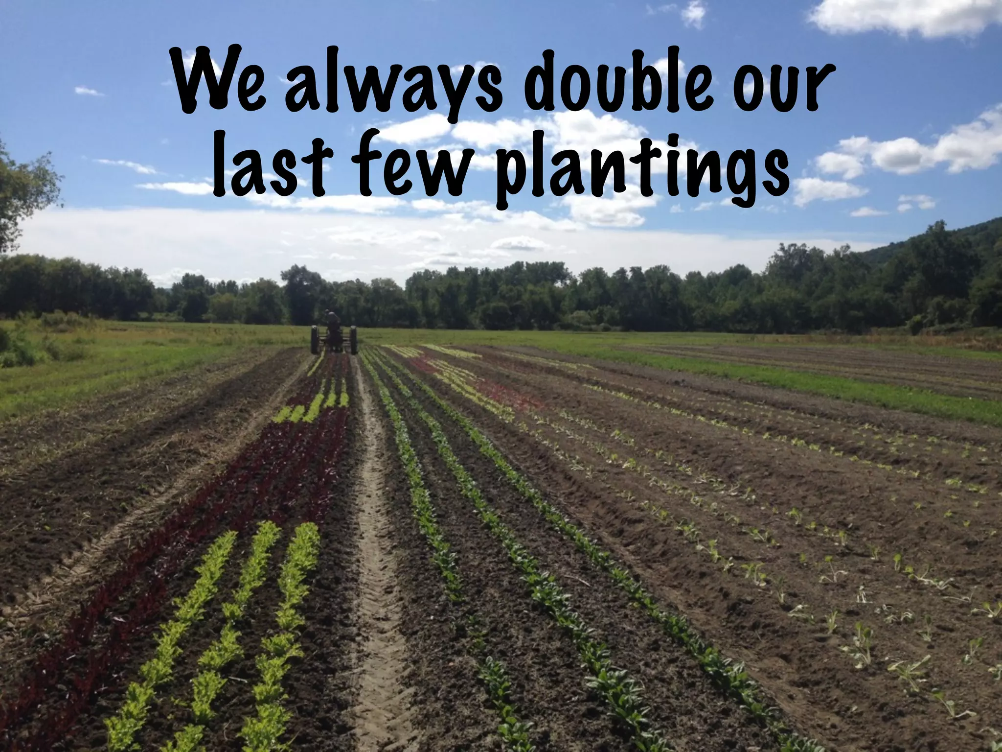 We always double our
last few plantings
 