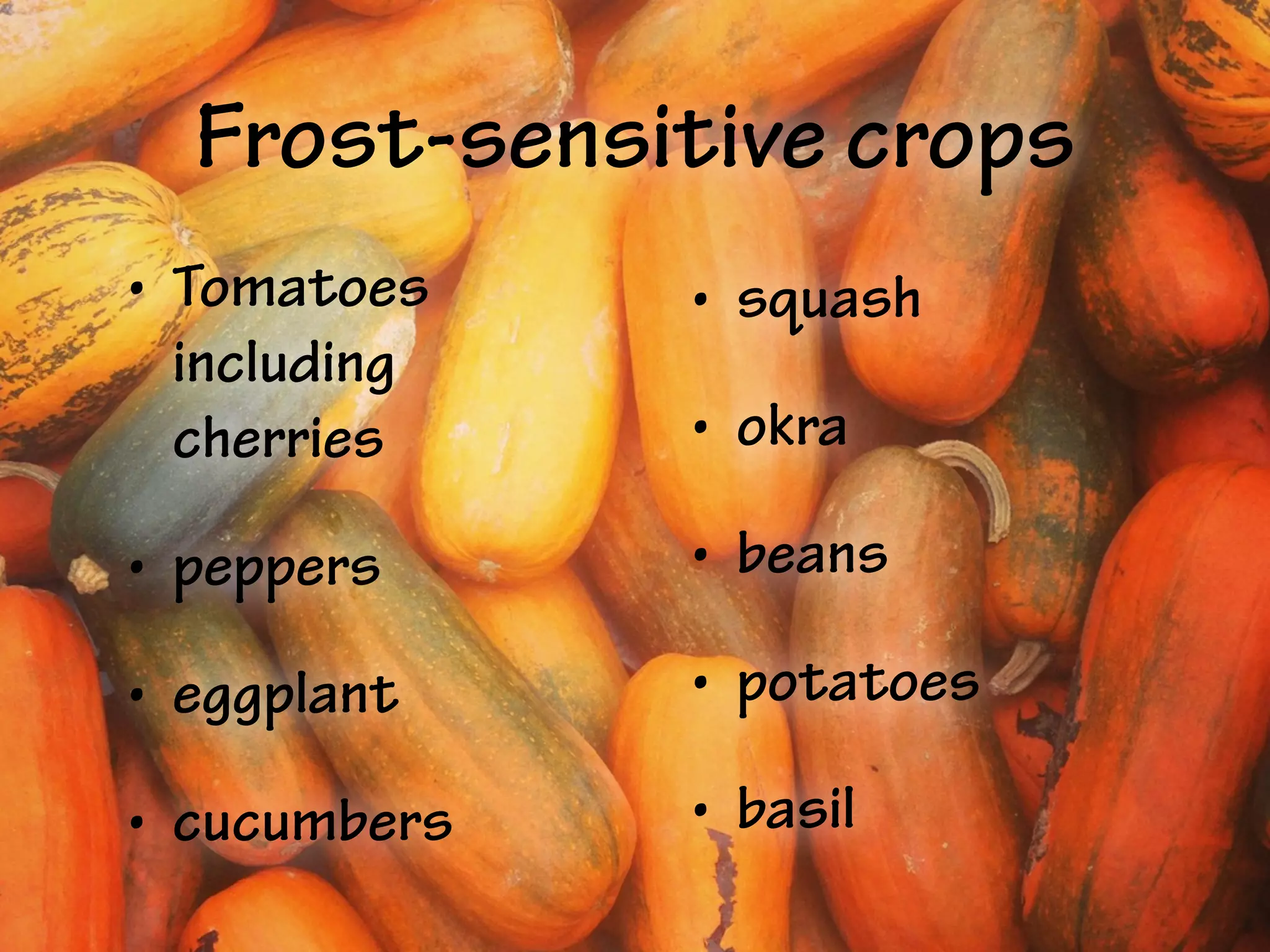 Frost-sensitive crops
• Tomatoes
including
cherries
• peppers
• eggplant
• cucumbers
• squash
• okra
• beans
• potatoes
• basil
 