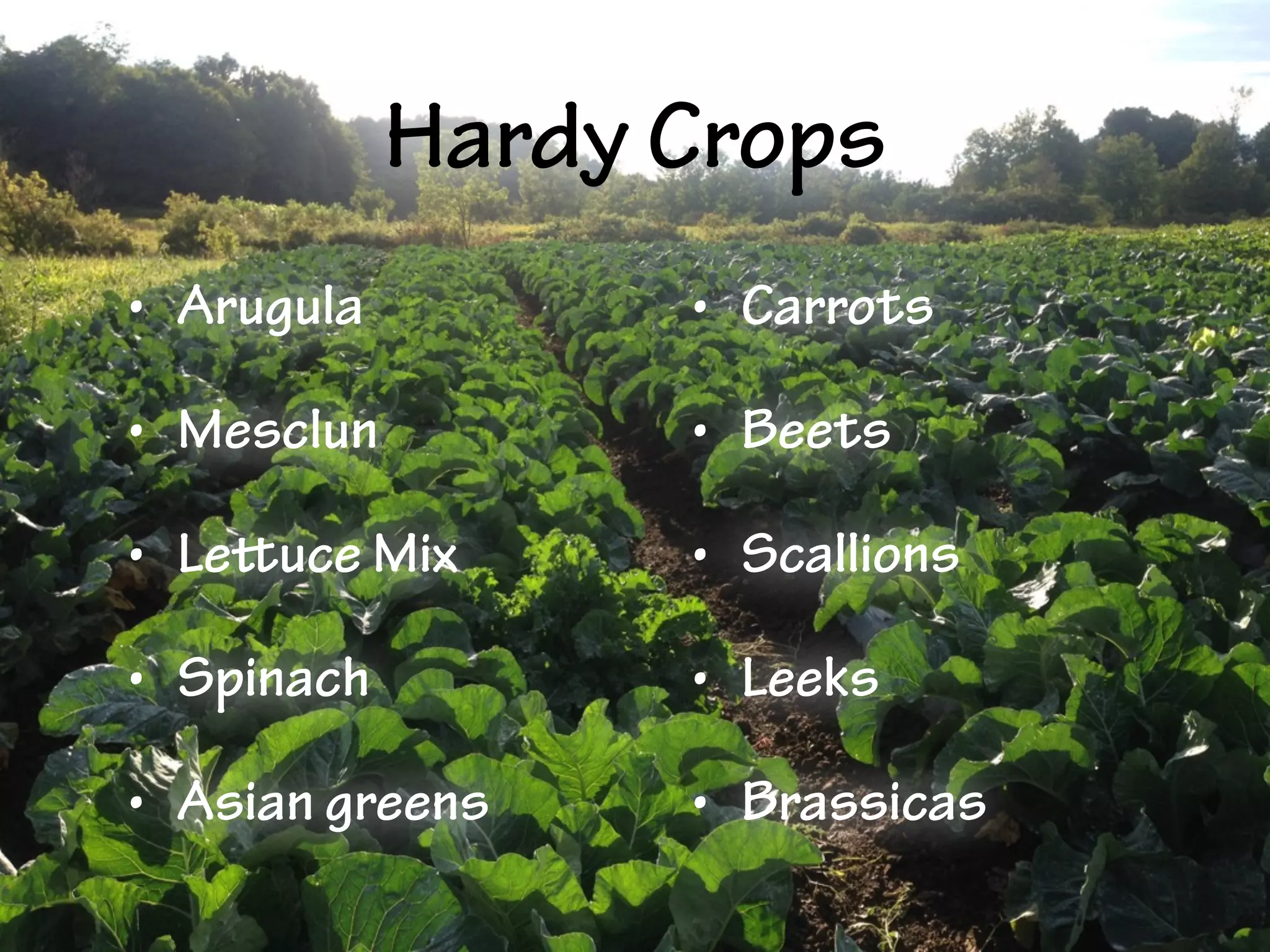 Hardy Crops
• Arugula
• Mesclun
• Lettuce Mix
• Spinach
• Asian greens
• Carrots
• Beets
• Scallions
• Leeks
• Brassicas
 