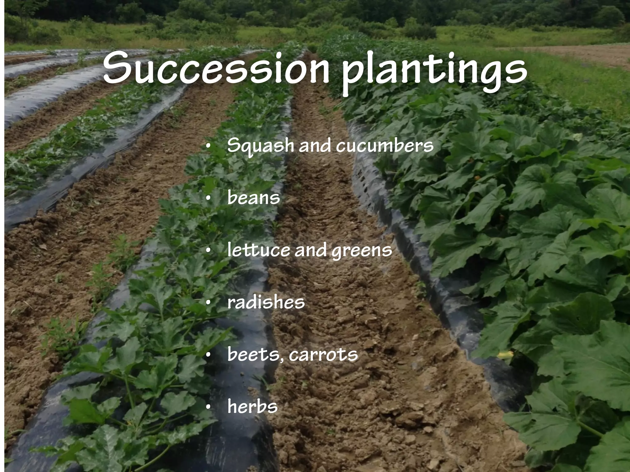 Succession plantings
• Squash and cucumbers
• beans
• lettuce and greens
• radishes
• beets, carrots
• herbs
 